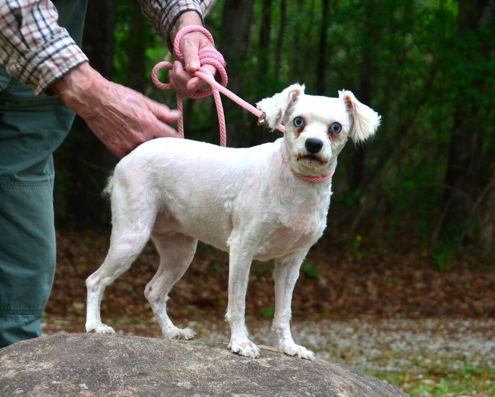 Dolly, a Adoptable Schnauzer in Willingboro, NJ image 1/6
