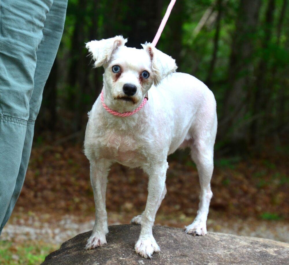Dolly, a Adoptable Schnauzer in Willingboro, NJ image 2/6