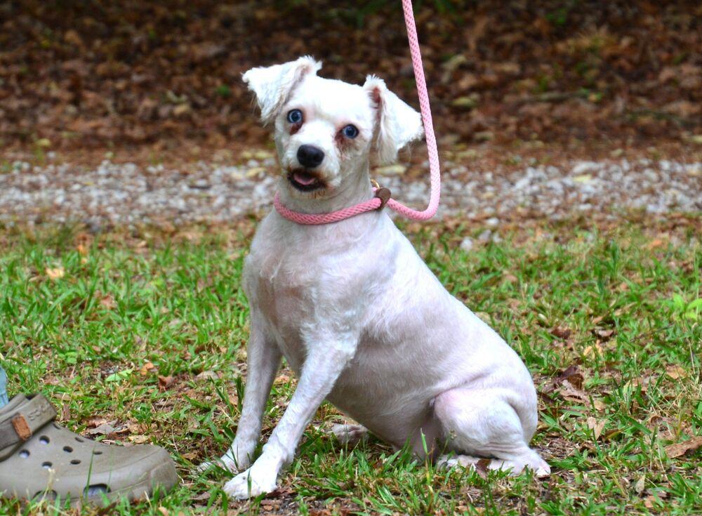 Dolly, a Adoptable Schnauzer in Willingboro, NJ image 3/6
