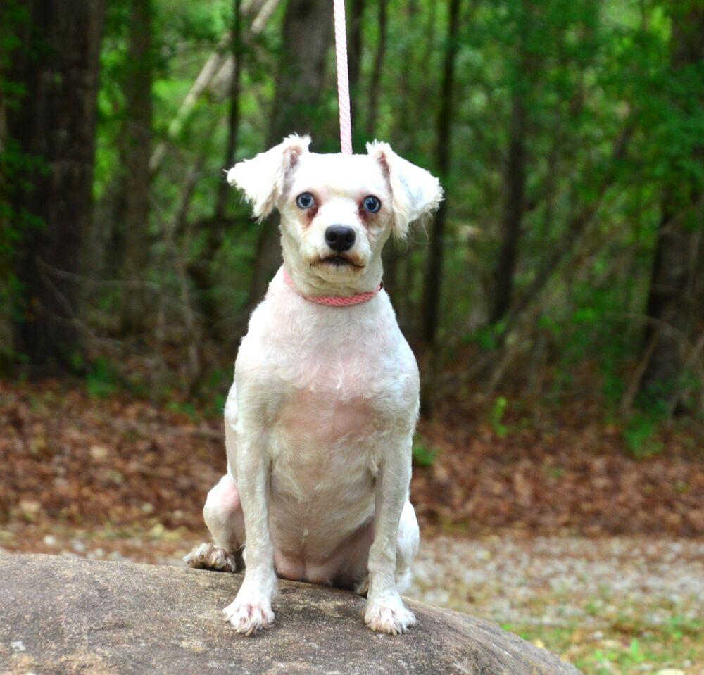 Dolly, a Adoptable Schnauzer in Willingboro, NJ image 4/6