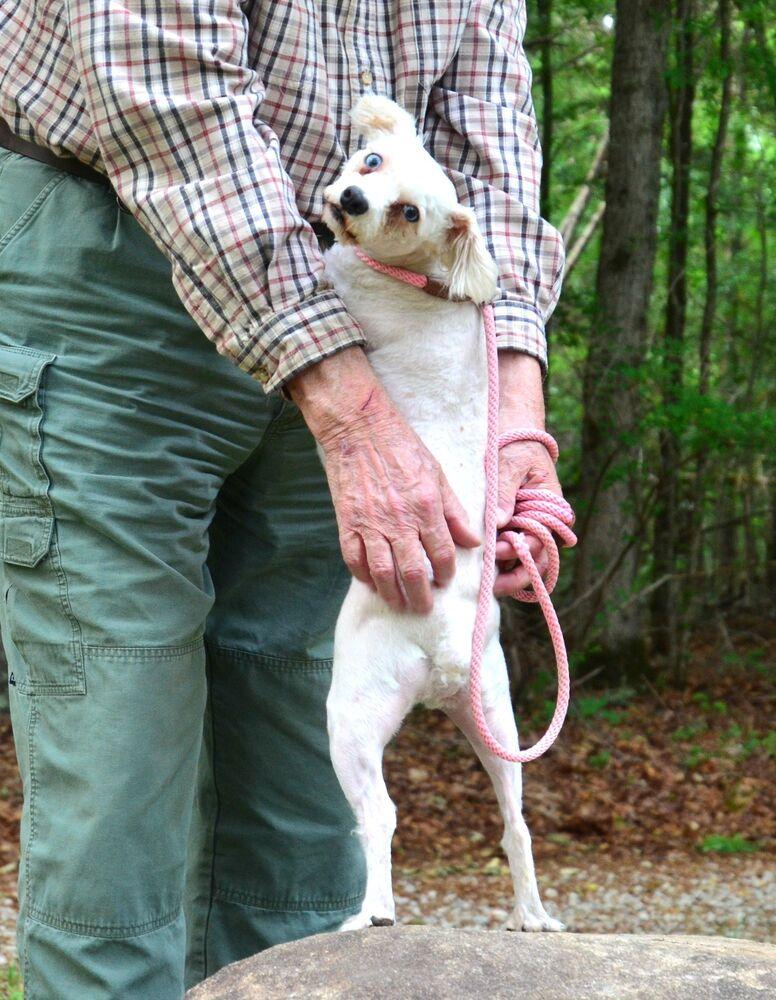 Dolly, a Adoptable Schnauzer in Willingboro, NJ image 5/6