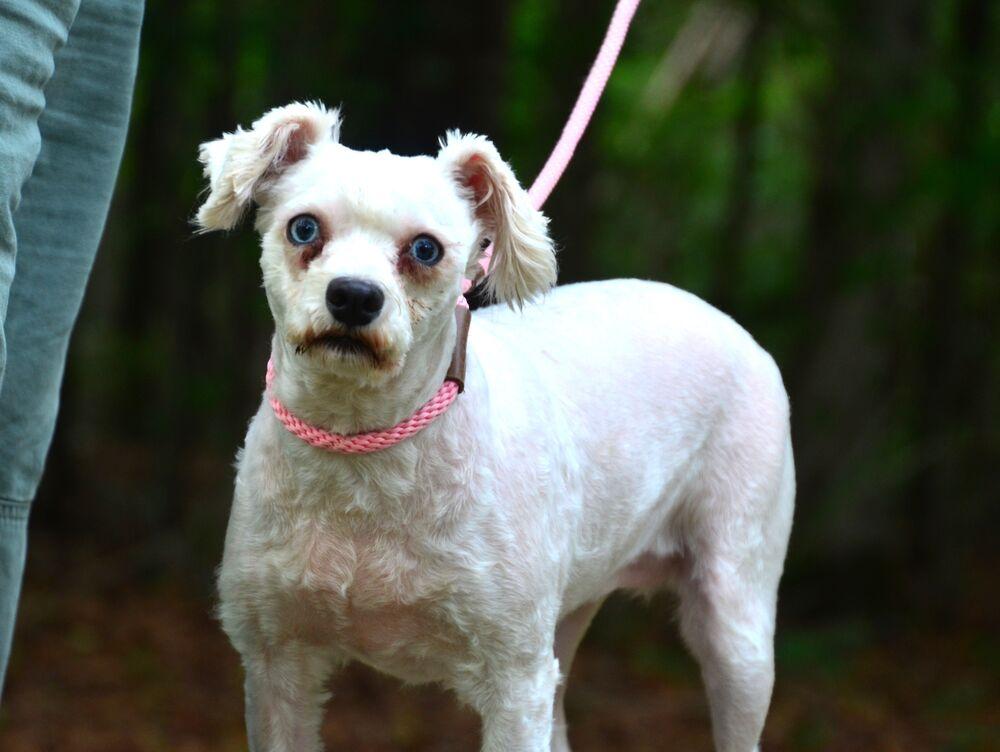 Dolly, a Adoptable Schnauzer in Willingboro, NJ image 6/6