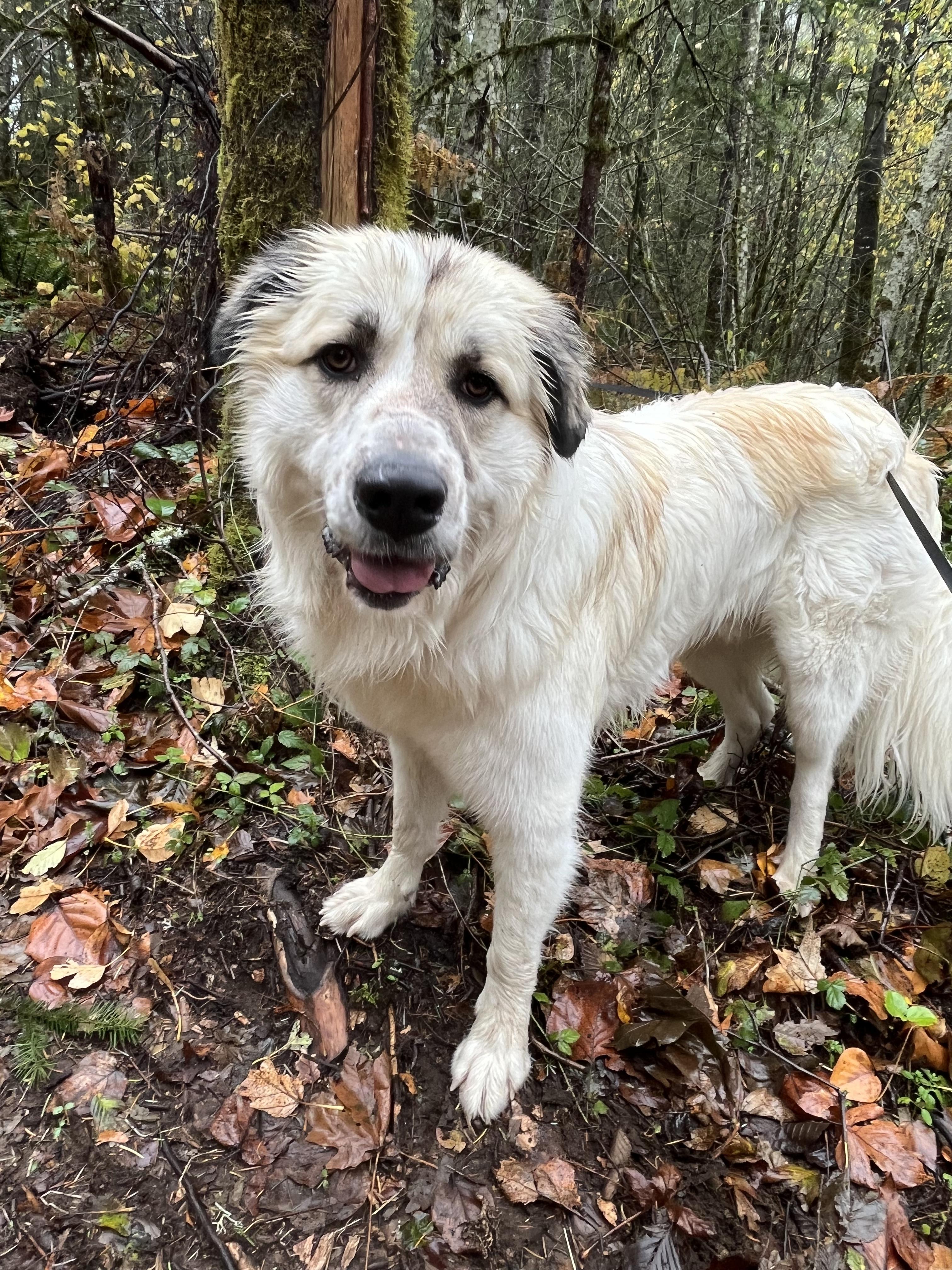Arthur, Adopted, Adult Male Great Pyrenees.
