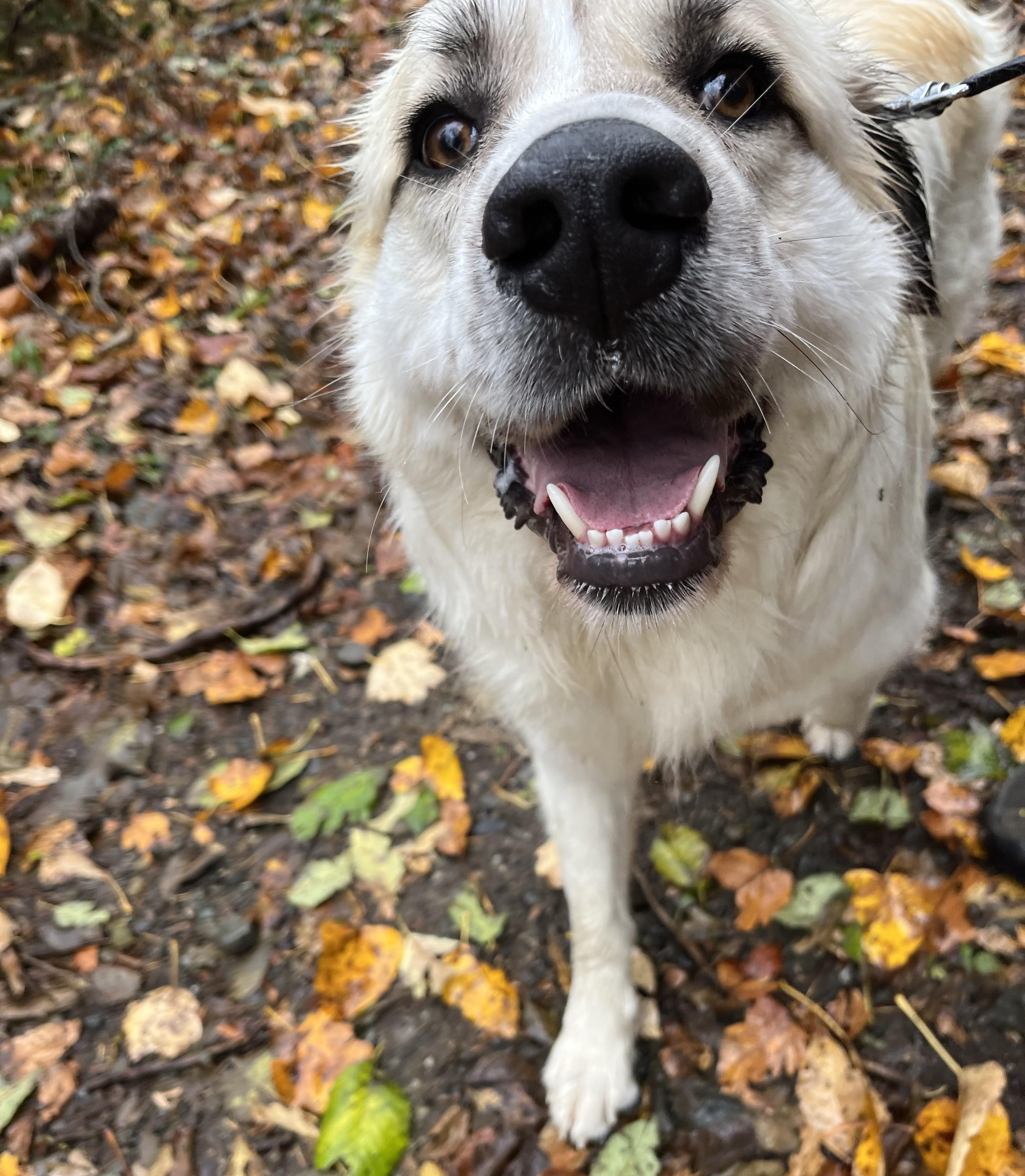 Enlarge Arthur, a Adopted mixed breed in Snoqualmie, WA image 2/3