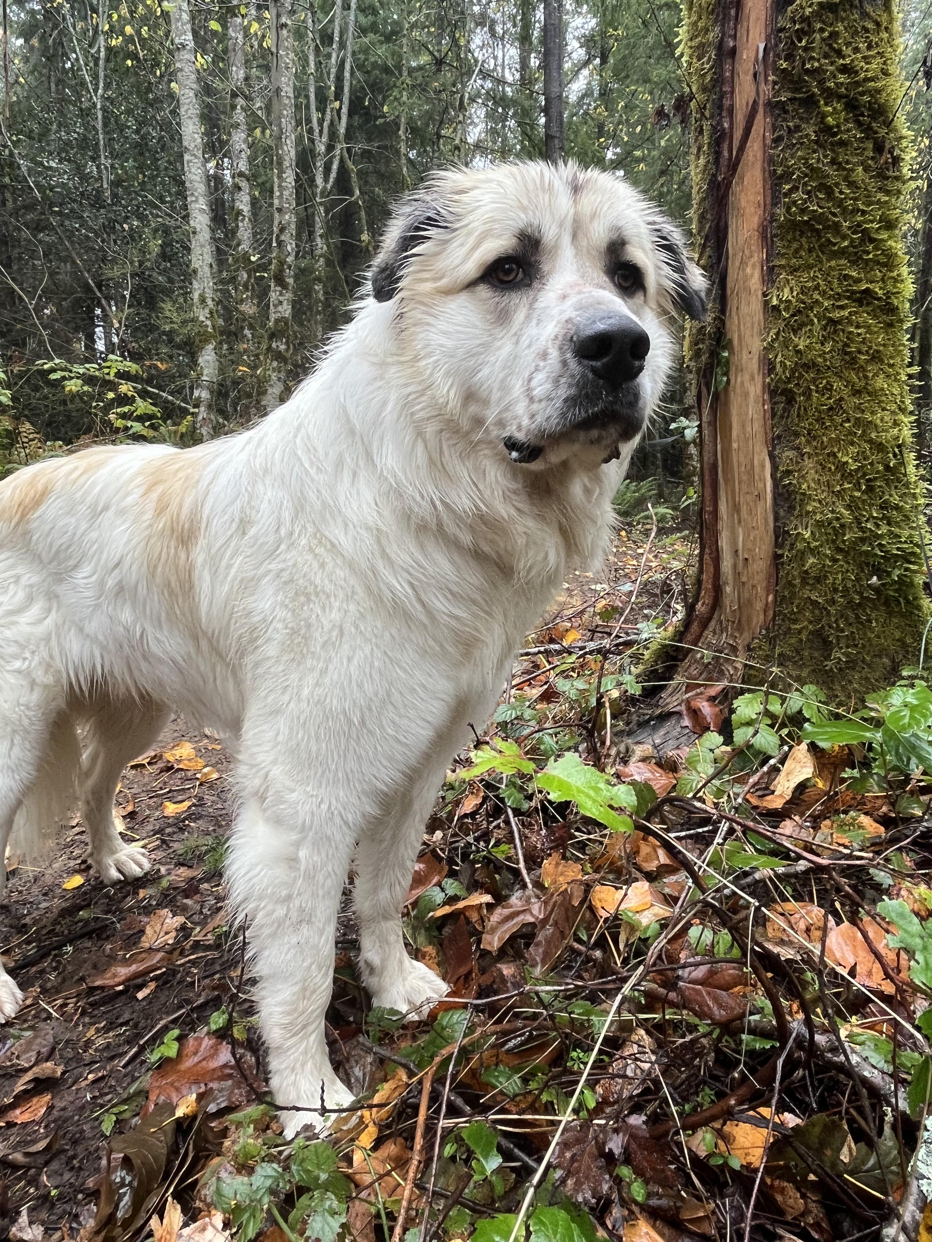 Enlarge Arthur, a Adopted mixed breed in Snoqualmie, WA image 3/3