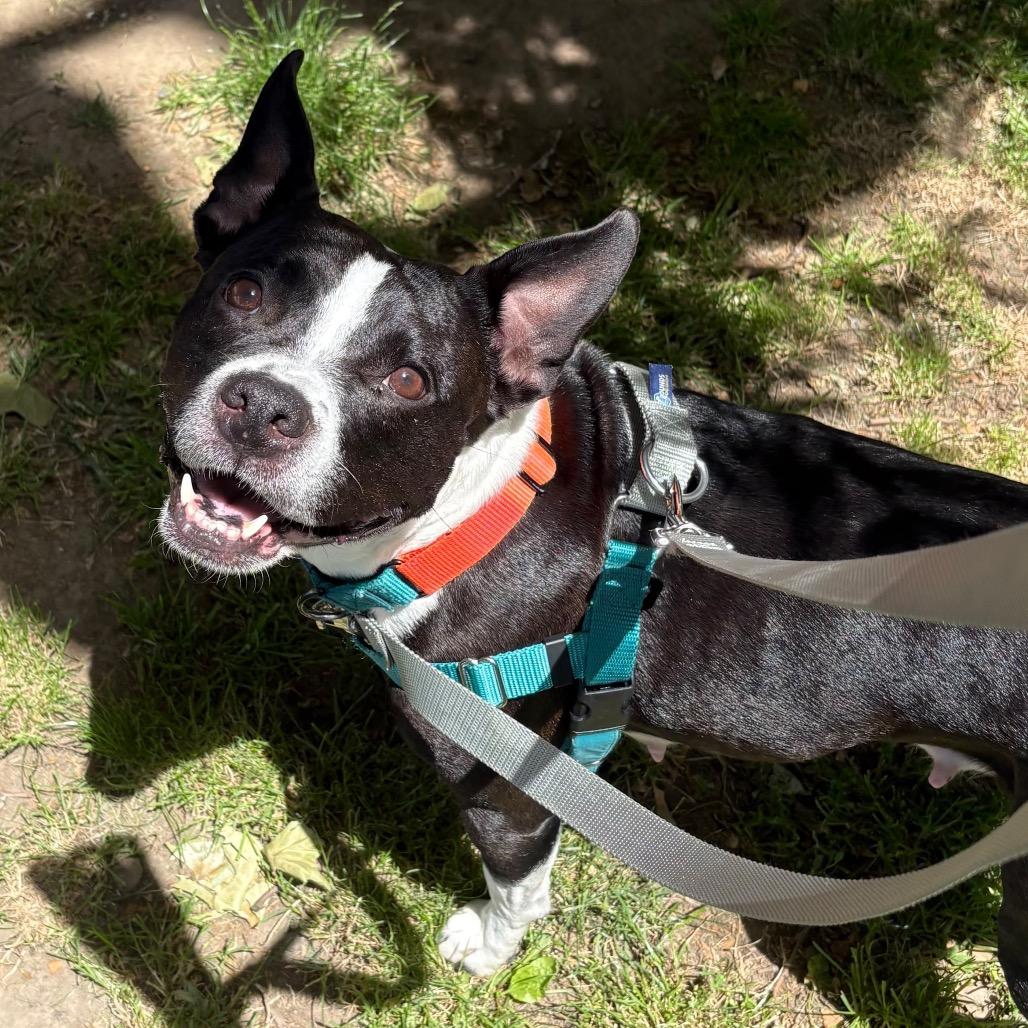Andy Sachs, Adoptable, Adult Female Boston Terrier.