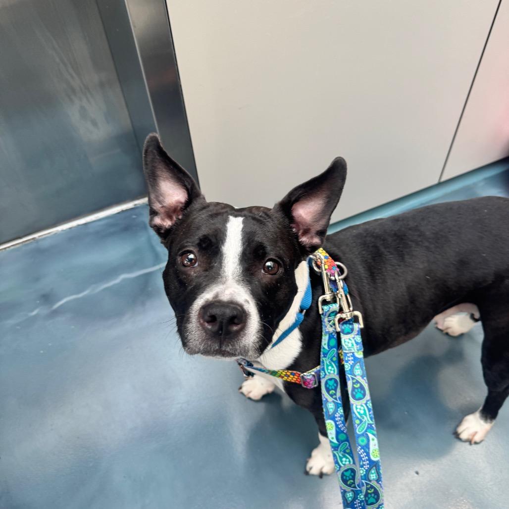 Enlarge Andy Sachs, a Adoptable Boston Terrier in Jersey City, NJ image 3/6