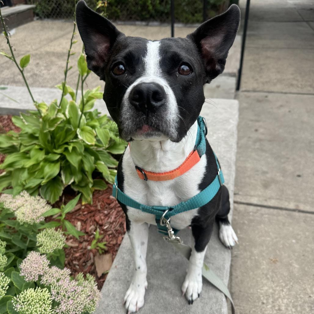 Enlarge Andy Sachs, a Adoptable Boston Terrier in Jersey City, NJ image 3/6