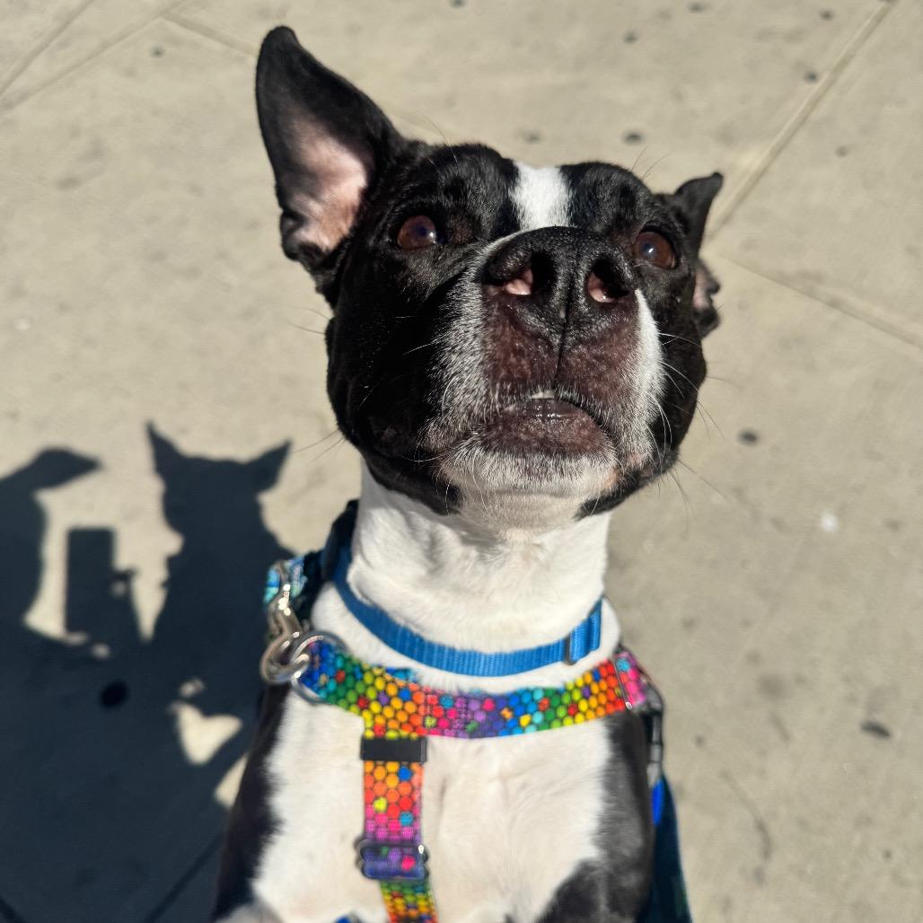 Enlarge Andy Sachs, a Adoptable Boston Terrier in Jersey City, NJ image 4/6