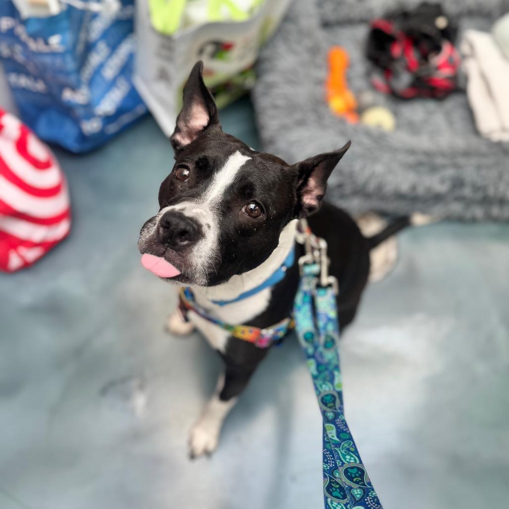 Enlarge Andy Sachs, a Adoptable Boston Terrier in Jersey City, NJ image 5/6