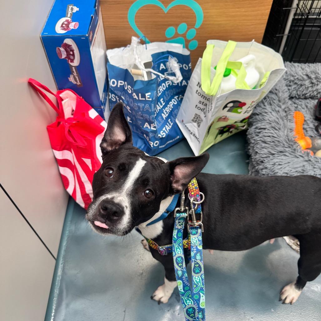 Enlarge Andy Sachs, a Adoptable Boston Terrier in Jersey City, NJ image 6/6