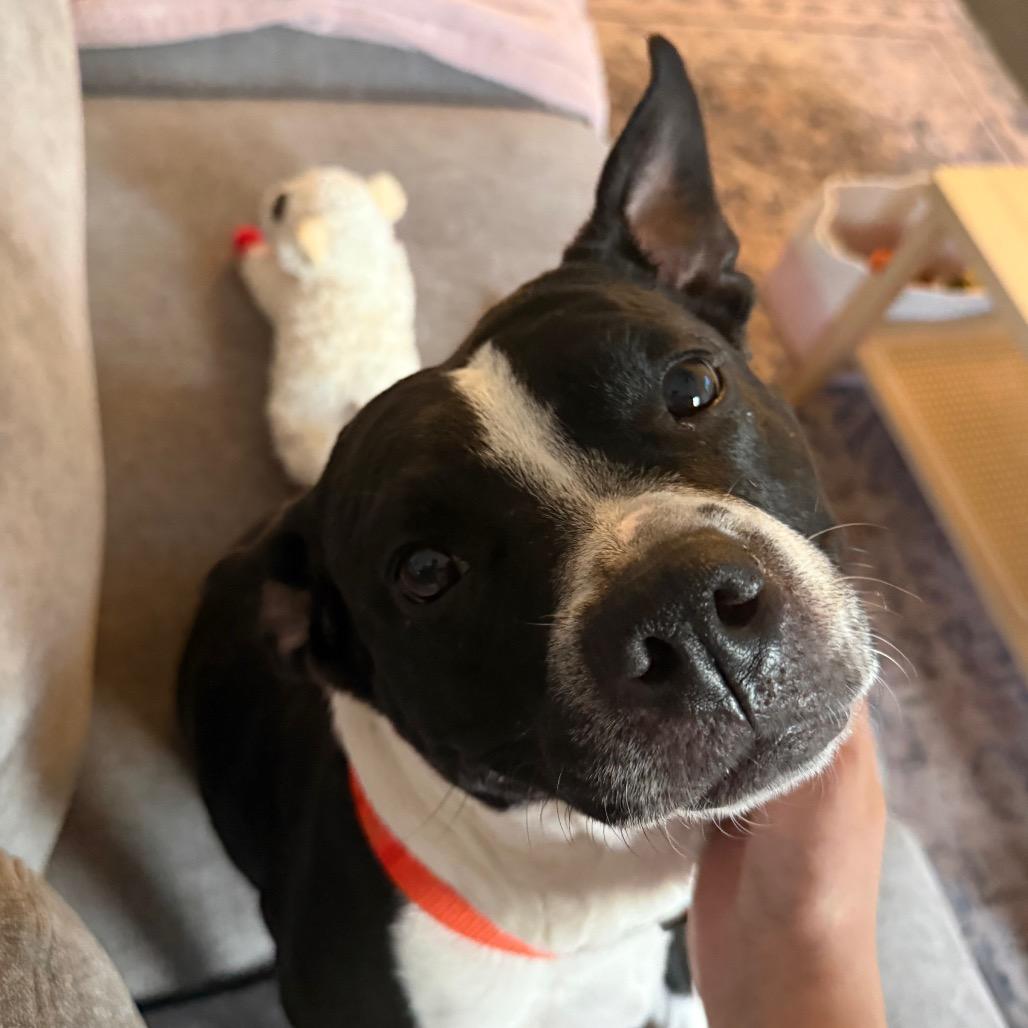 Enlarge Andy Sachs, a Adoptable Boston Terrier in Jersey City, NJ image 5/6