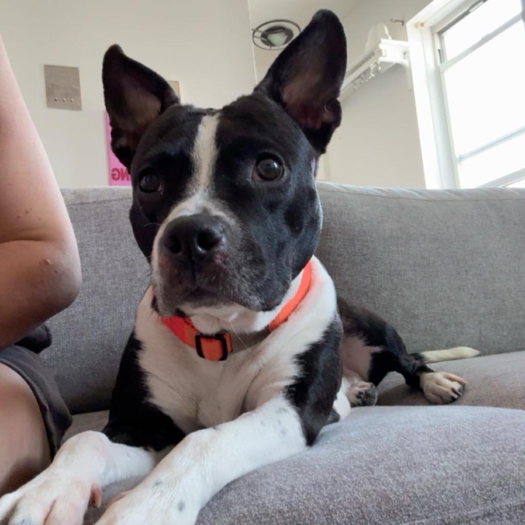 Enlarge Andy Sachs, a Adoptable Boston Terrier in Jersey City, NJ image 6/6
