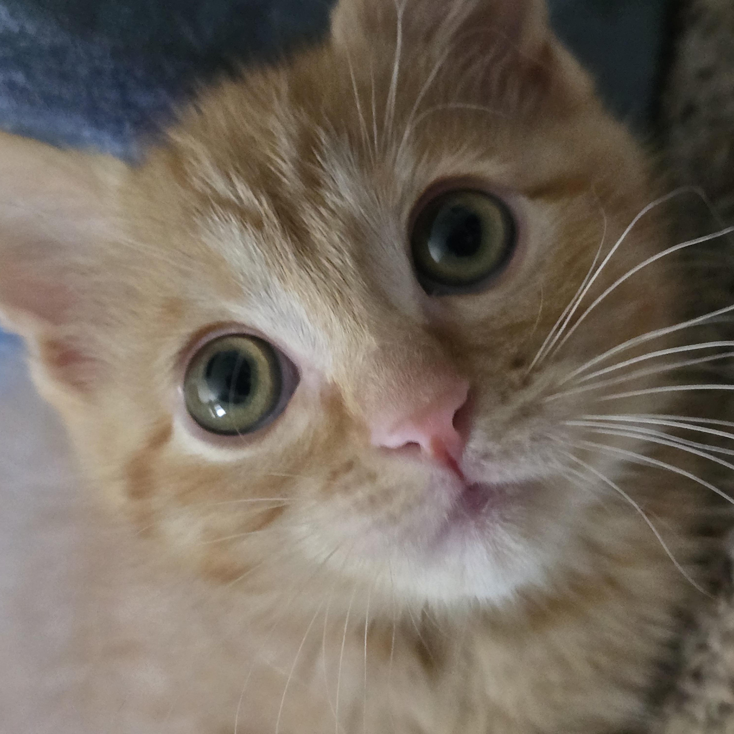 Mochi, a Adoptable Tabby in Midvale, UT image 4/6