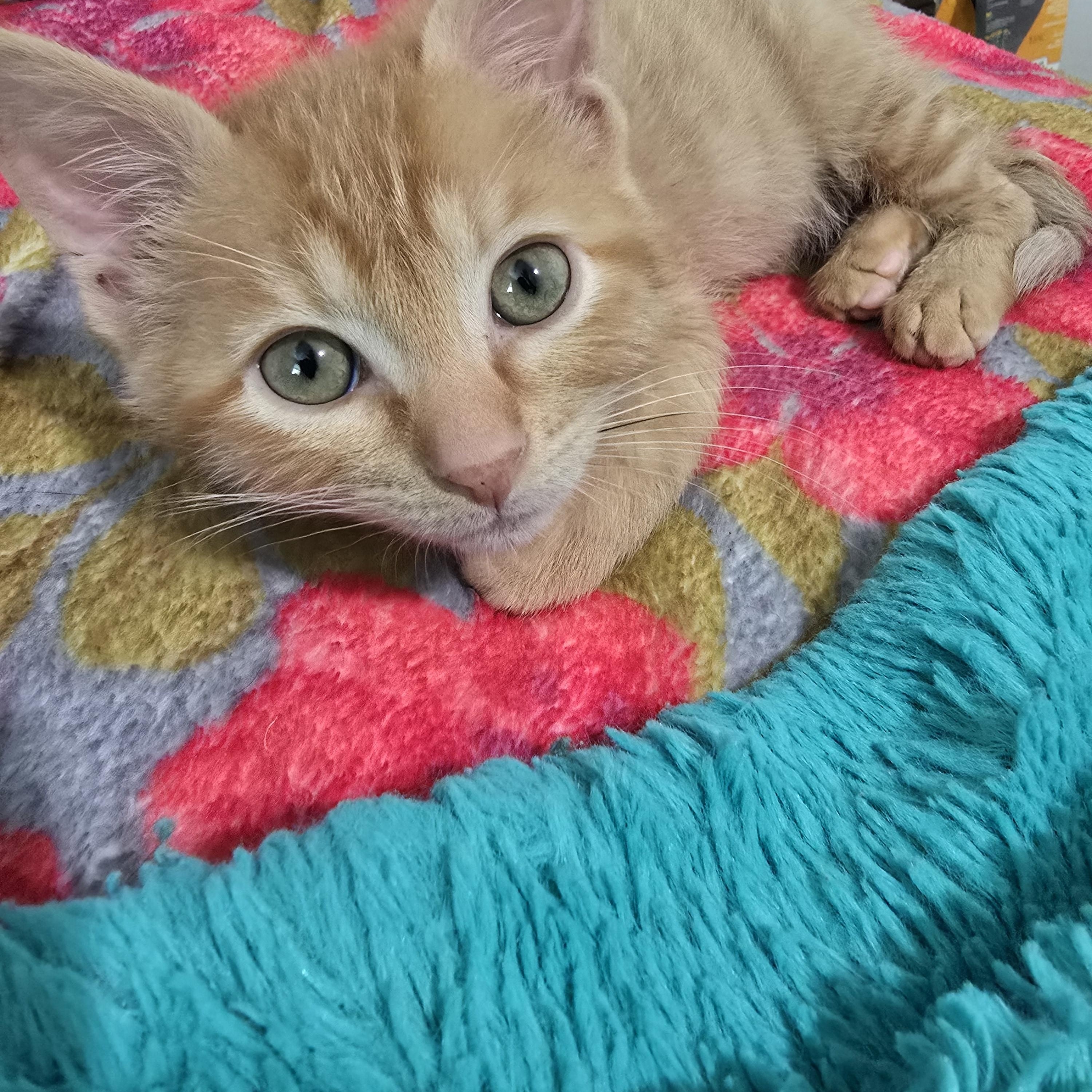 Mochi, a Adoptable Tabby in Midvale, UT image 3/6