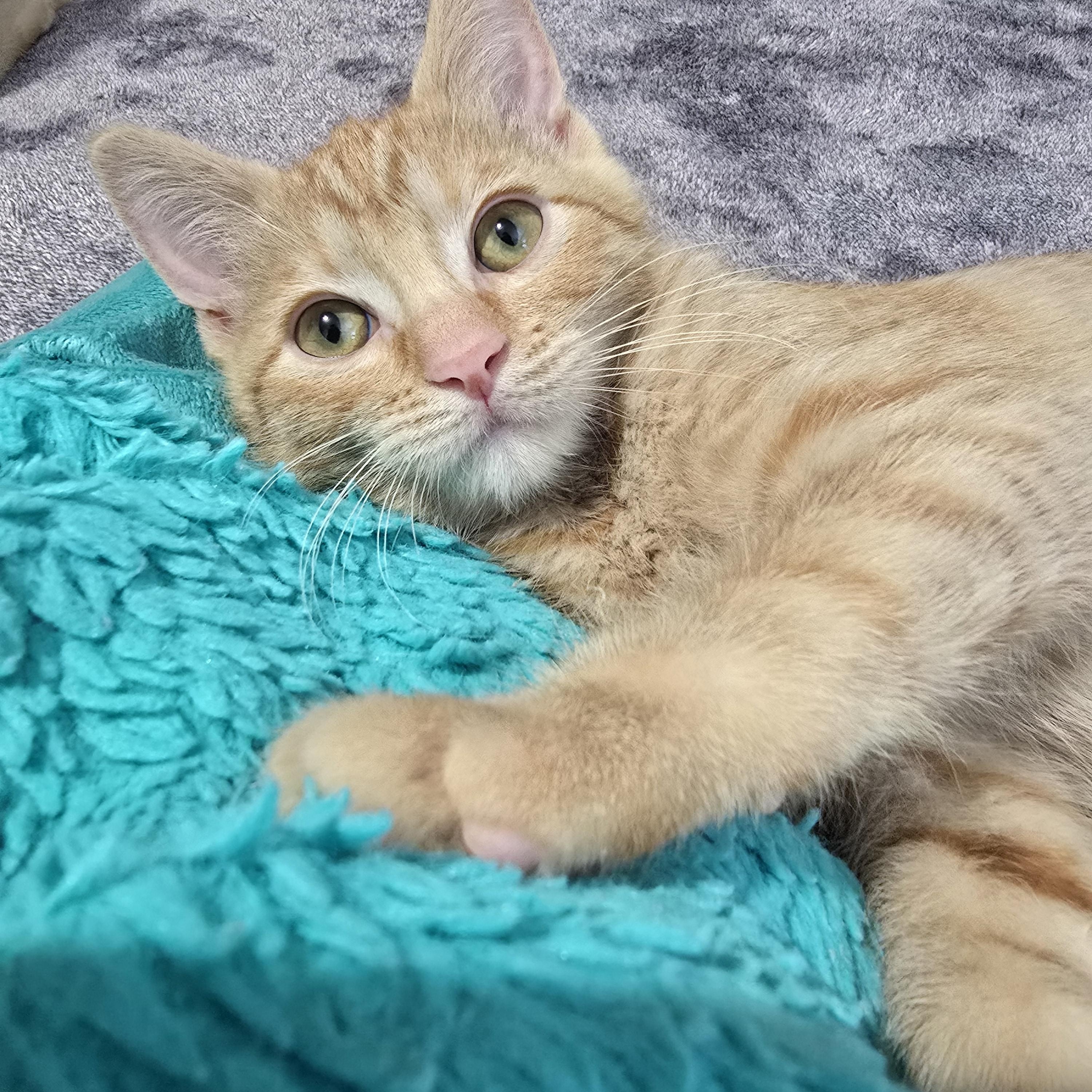 Mochi, a Adoptable Tabby in Midvale, UT image 6/6