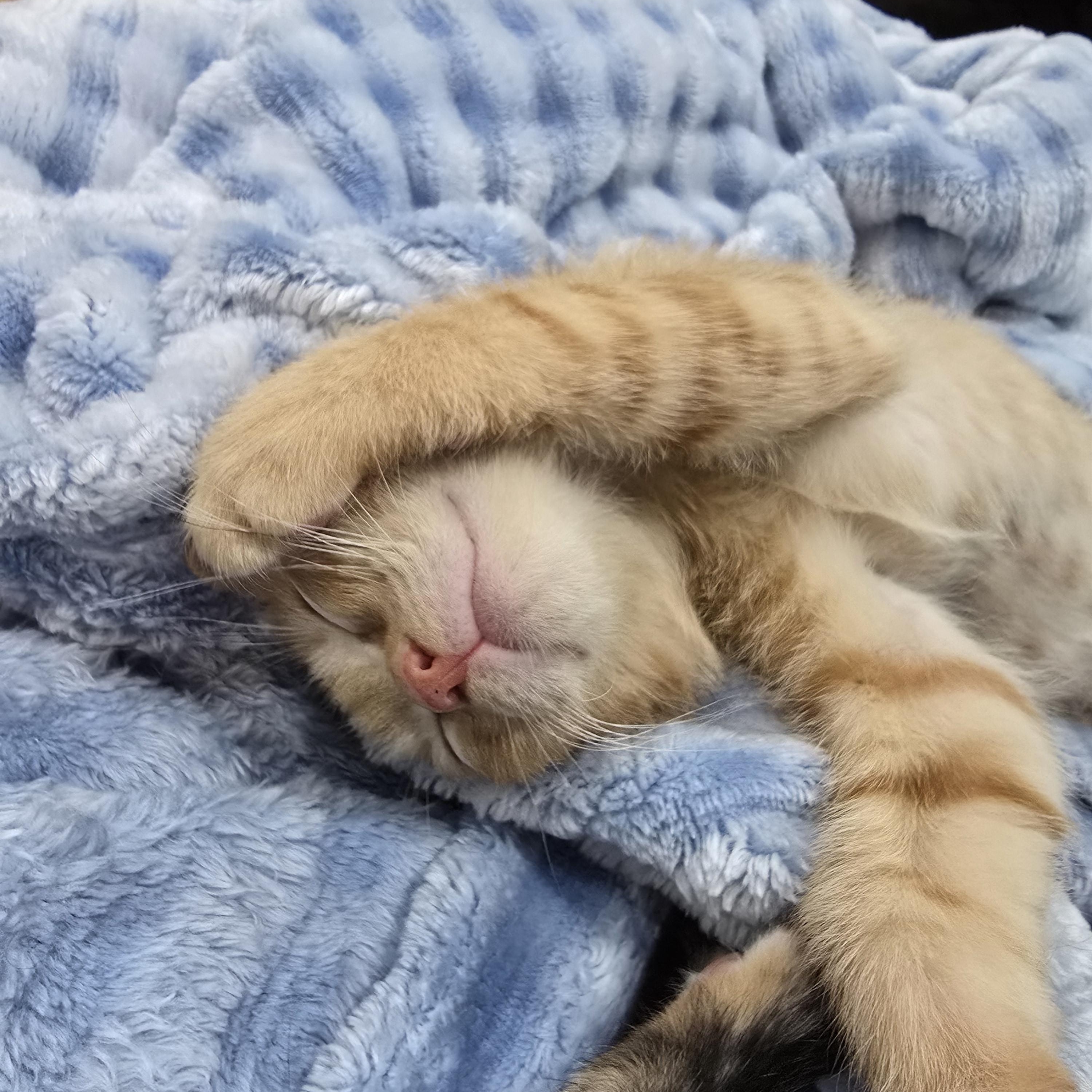 Mochi, a Adoptable Tabby in Midvale, UT image 2/6