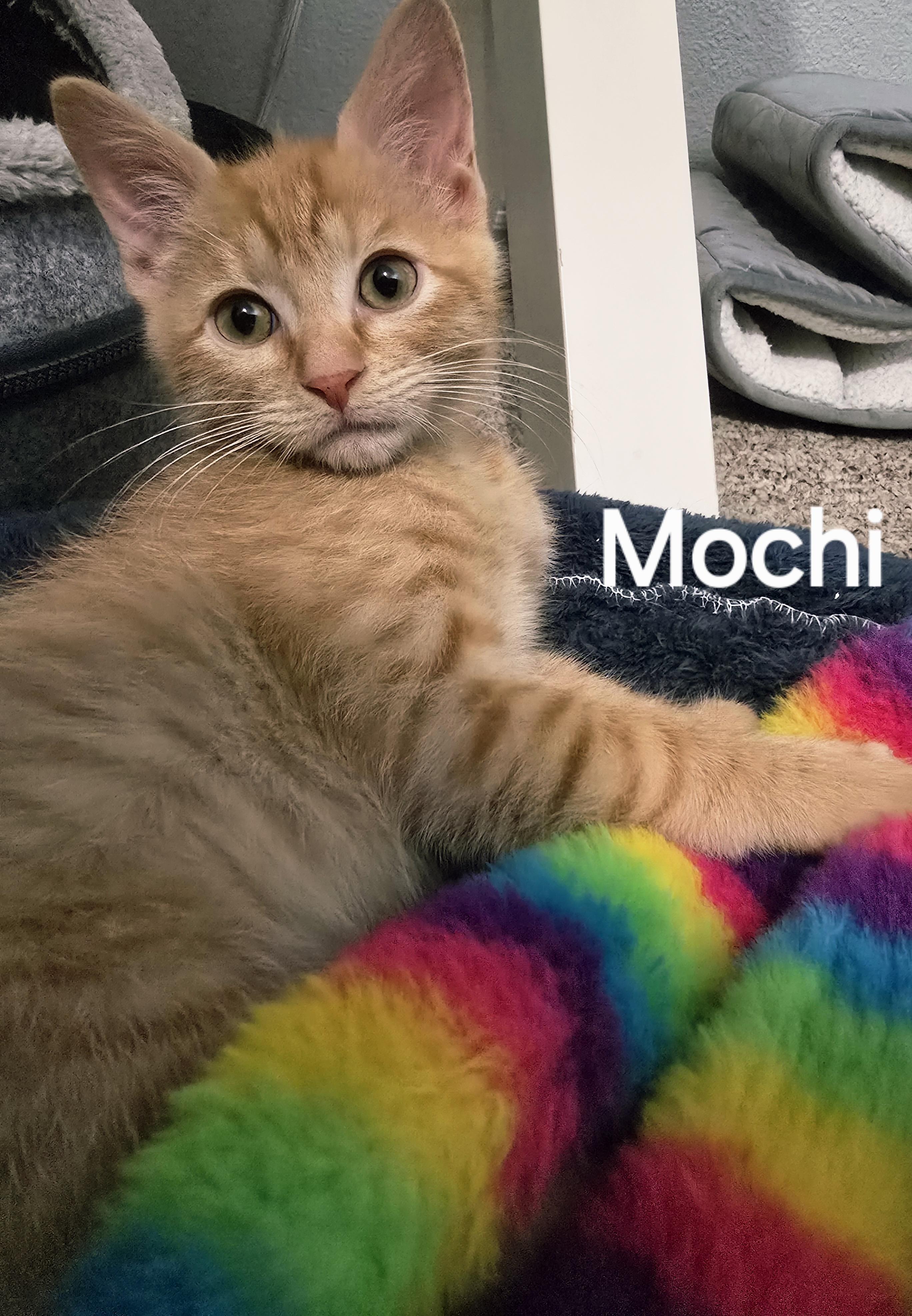 Mochi, a Adoptable Tabby in Midvale, UT image 1/6