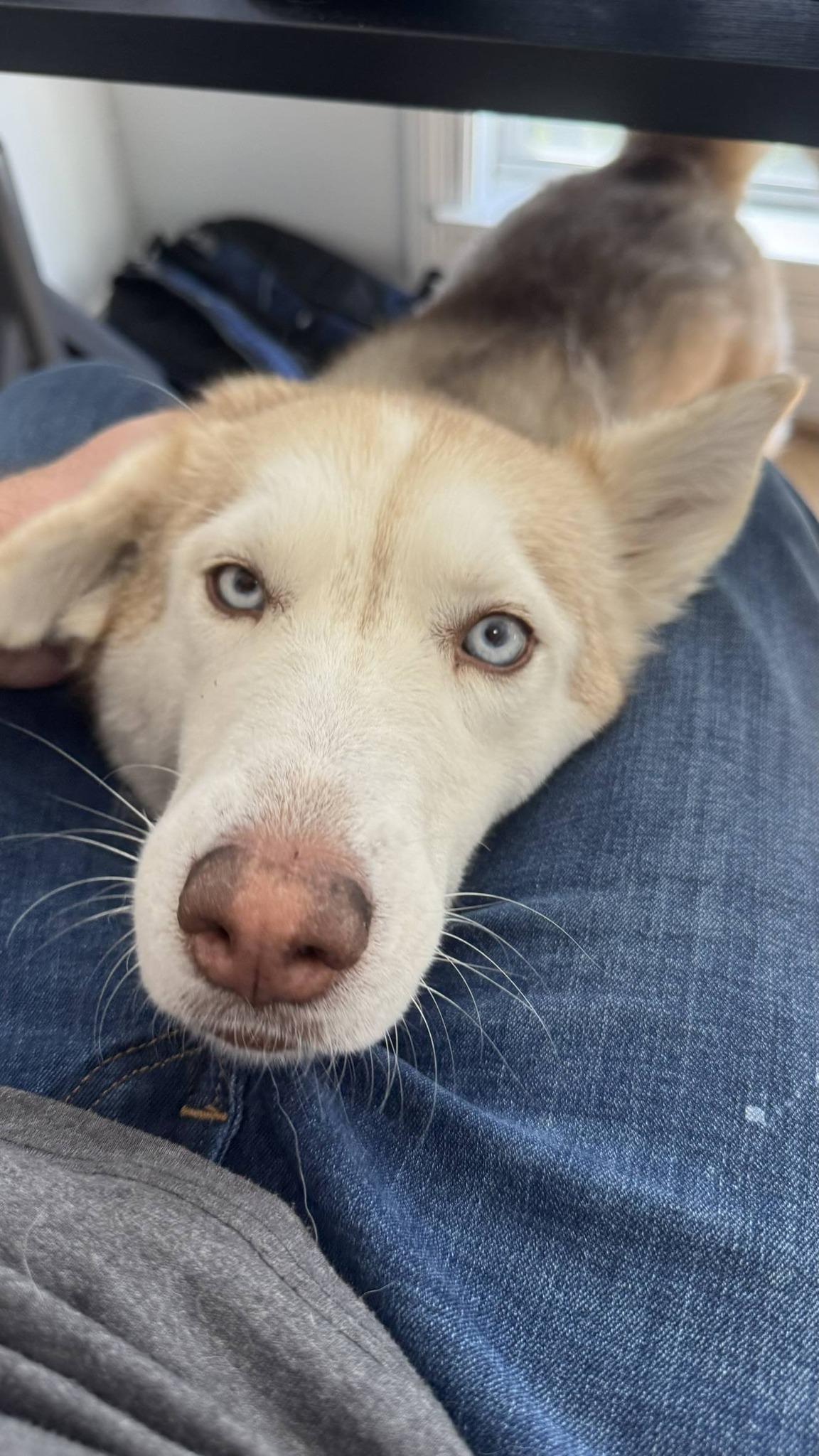 Enlarge Sandy, an adopted Siberian Husky in Buffalo, NY image 4/4