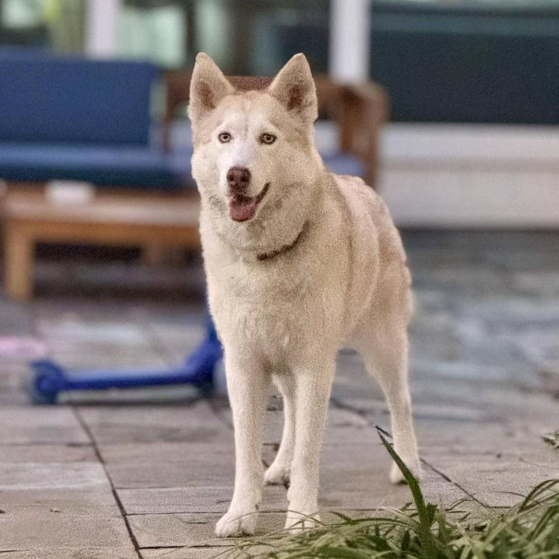 Enlarge Sandy, an adopted Siberian Husky in Buffalo, NY image 1/4