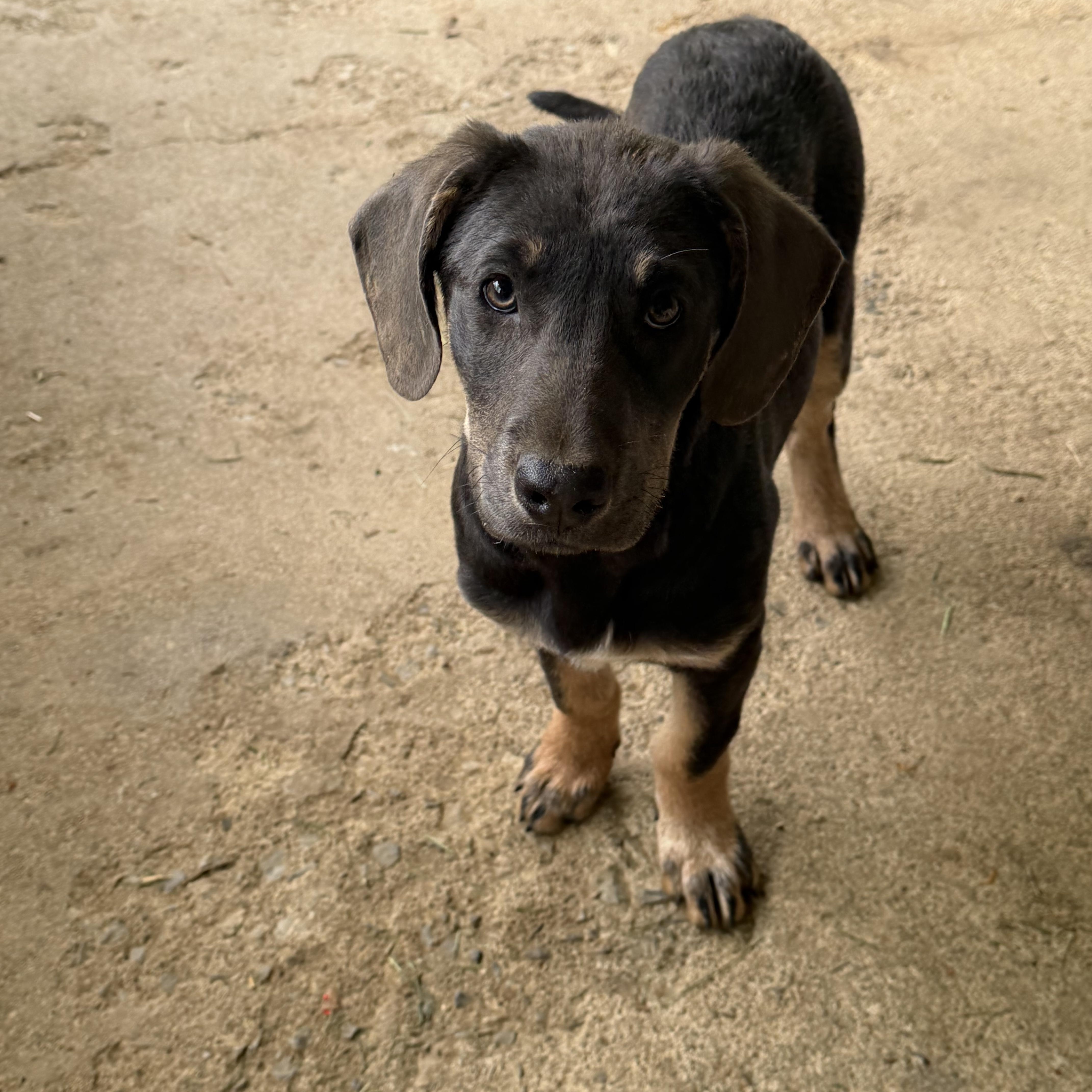 Enlarge Coco, an adopted mixed breed in Copper Hill, VA image 3/3