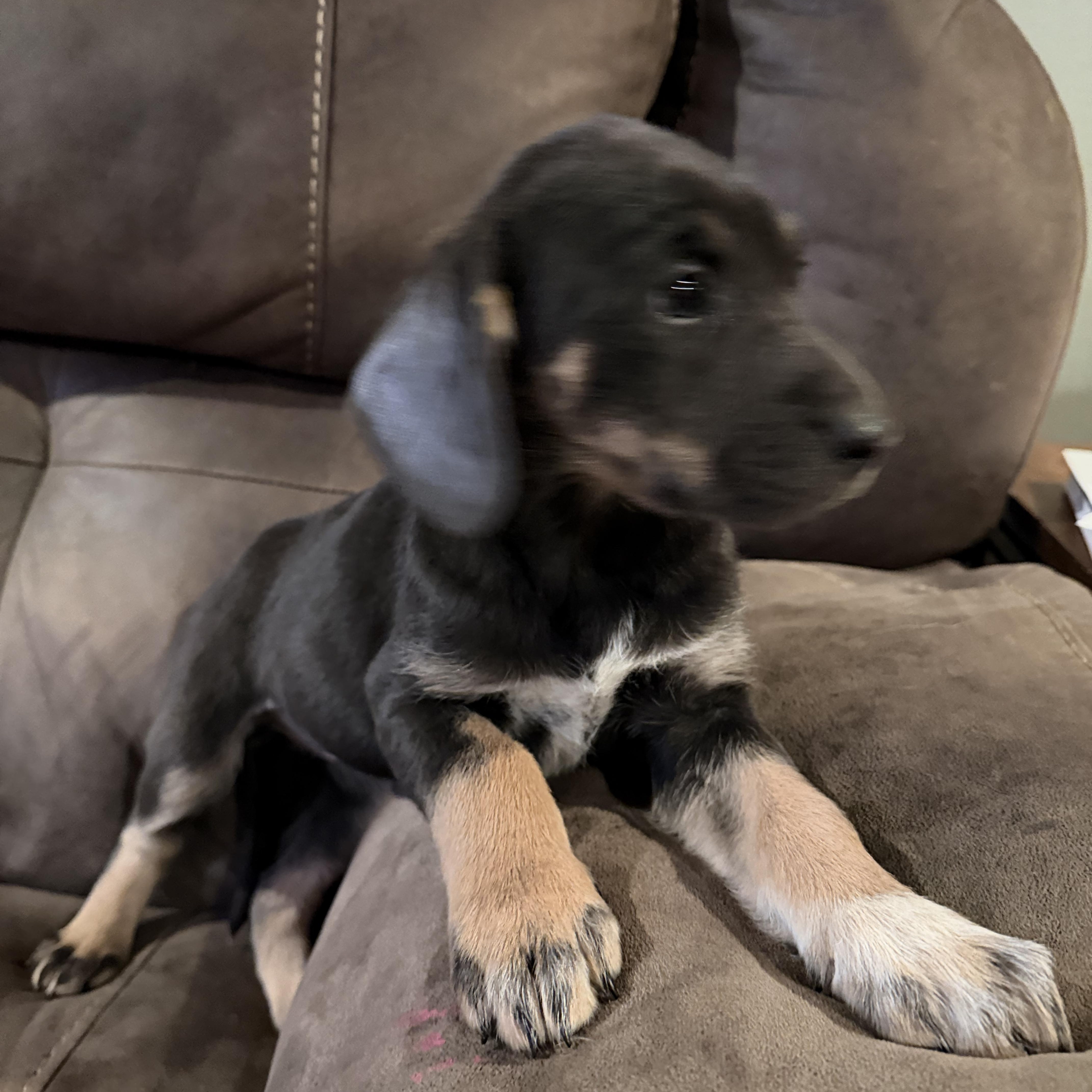 Enlarge Coco, a ADOPTABLE mixed breed in Copper Hill, VA image 2/2