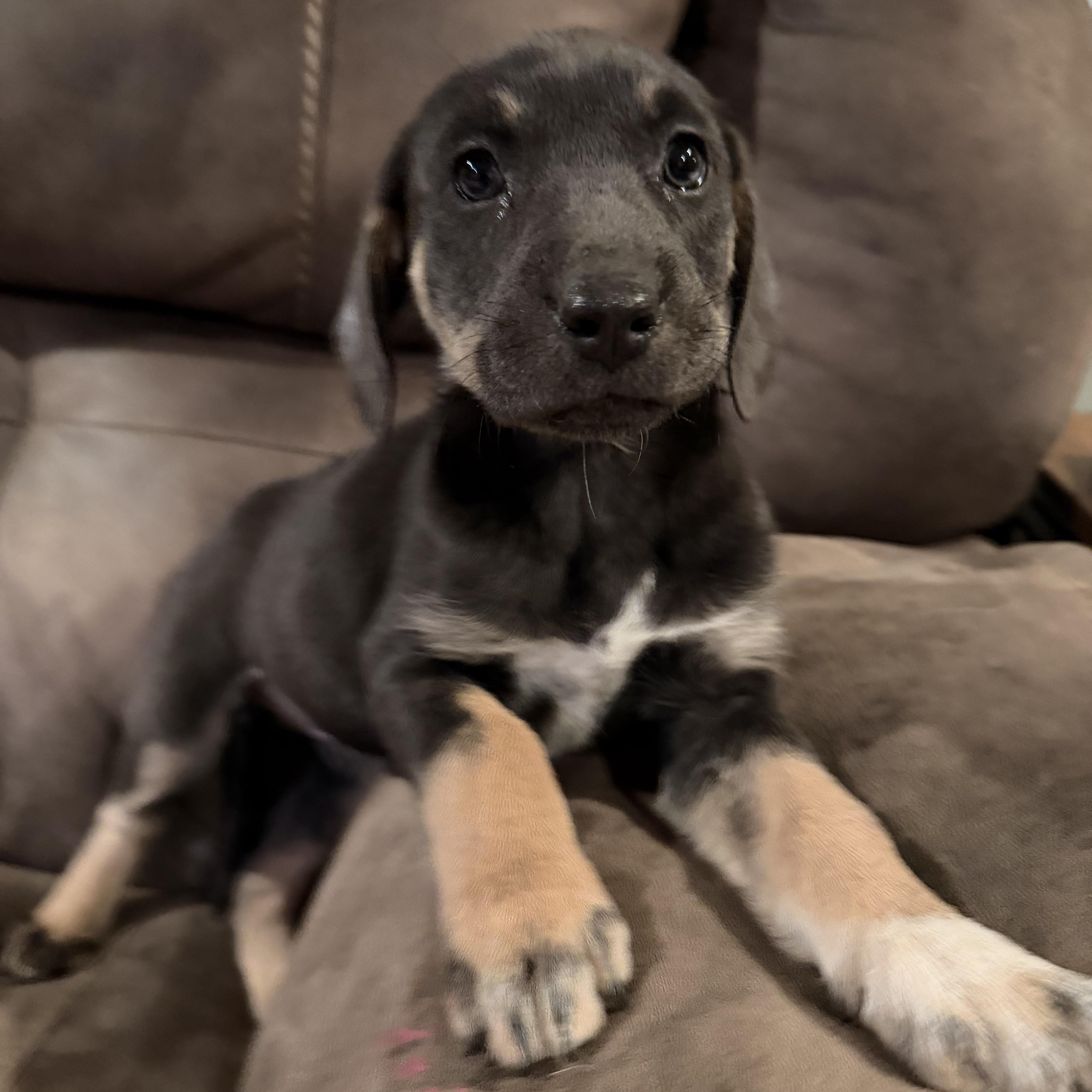 Coco, ADOPTABLE, Puppy Female German Shepherd Dog & Coonhound.