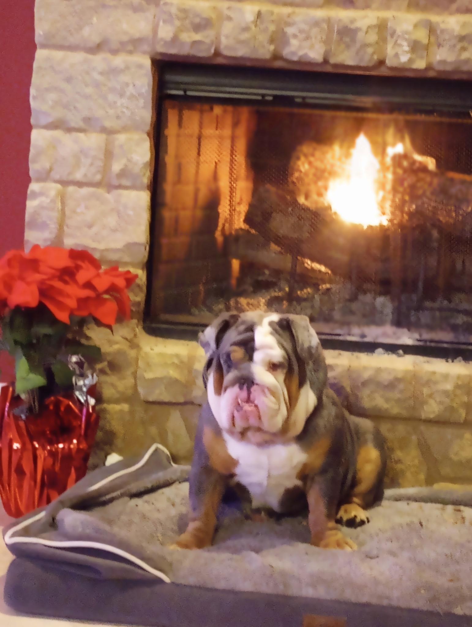 Enlarge Quasi boy, a Adoptable English Bulldog in canyon lake, TX image 3/5