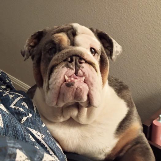 Enlarge Quasi boy, a Adoptable English Bulldog in canyon lake, TX image 2/5