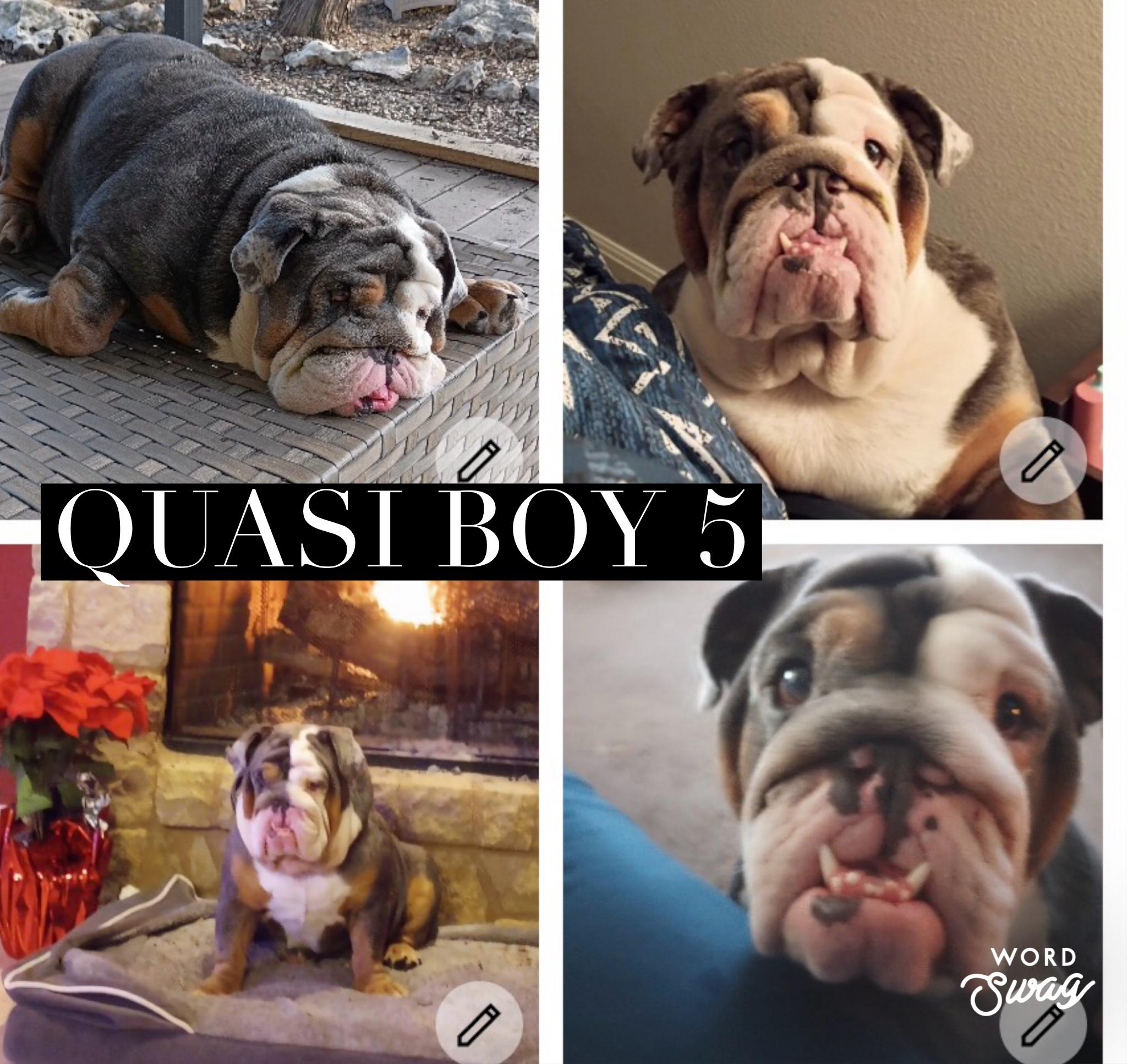 Quasi boy, Adoptable, Adult Male English Bulldog.