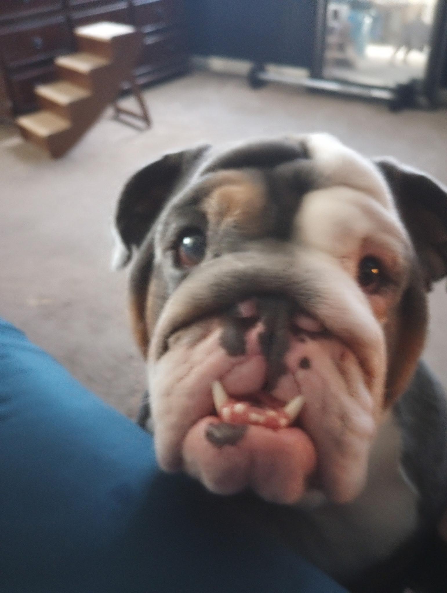 Enlarge Quasi boy, a Adoptable English Bulldog in canyon lake, TX image 4/5