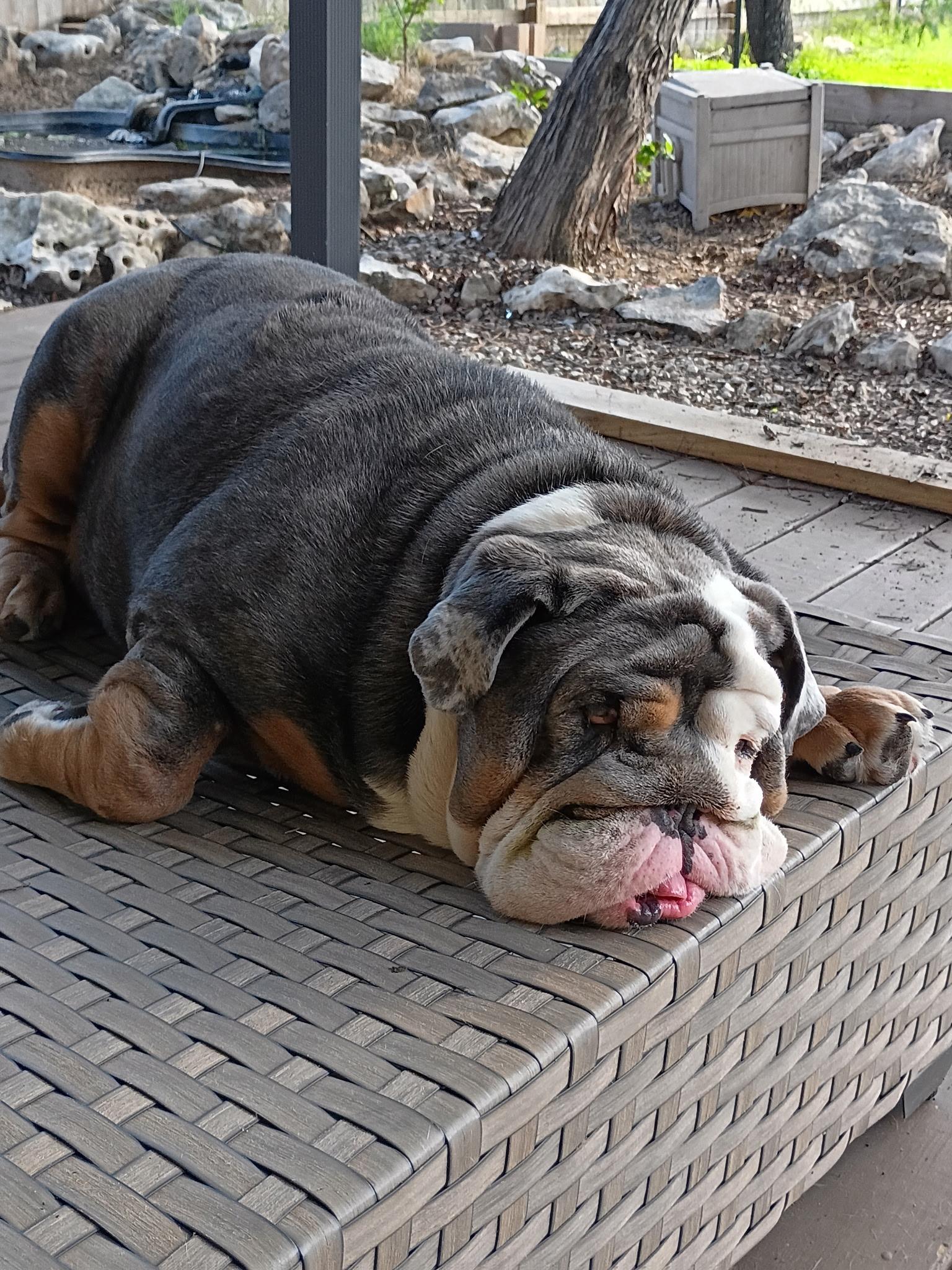 Enlarge Quasi boy, a Adoptable English Bulldog in canyon lake, TX image 5/5