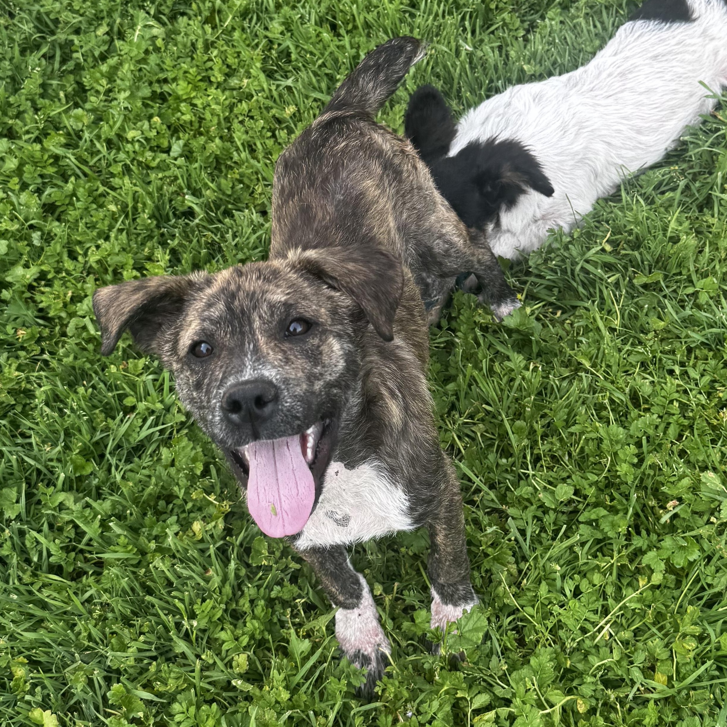 Enlarge Zac, a ADOPTABLE mixed breed in Lincoln, CA image 1/4