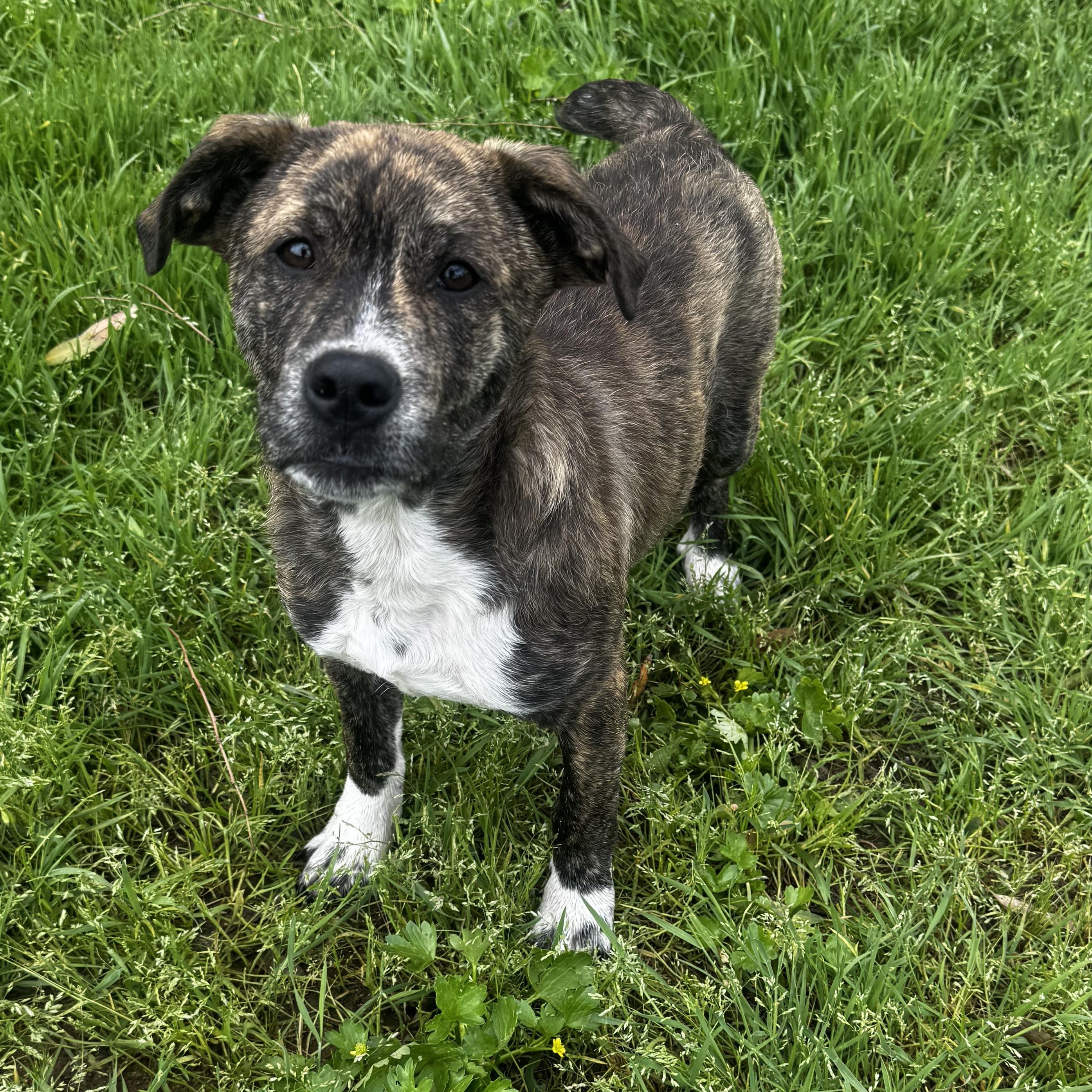 Enlarge Zac, a ADOPTABLE mixed breed in Lincoln, CA image 2/5