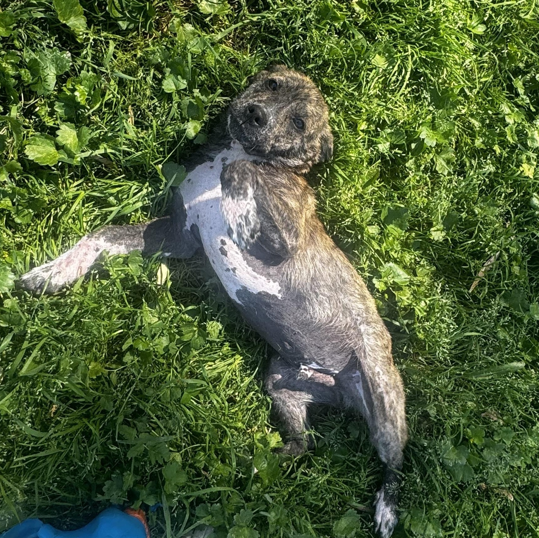 Enlarge Zac, a ADOPTABLE mixed breed in Lincoln, CA image 2/4