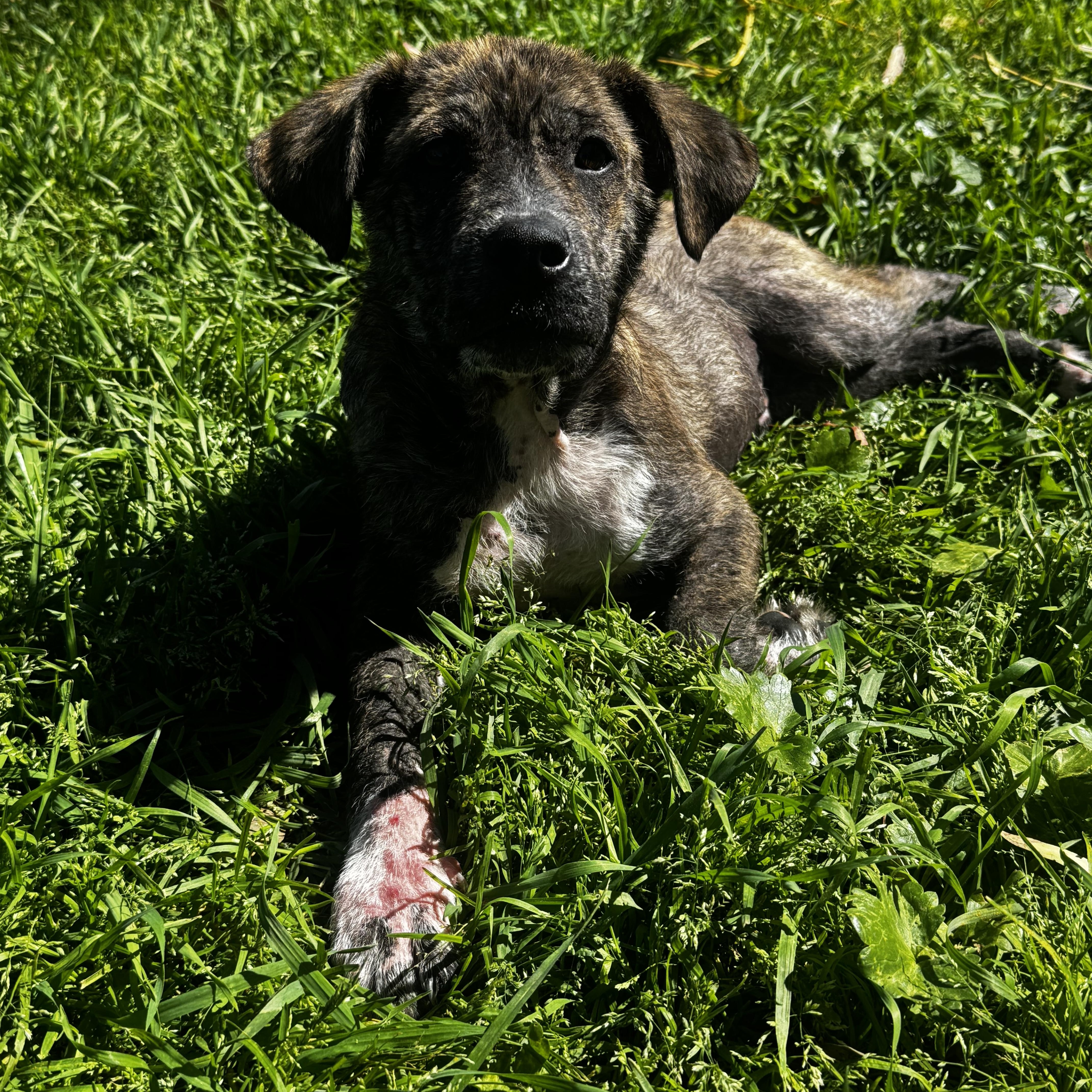 Enlarge Zac, a ADOPTABLE mixed breed in Lincoln, CA image 3/4
