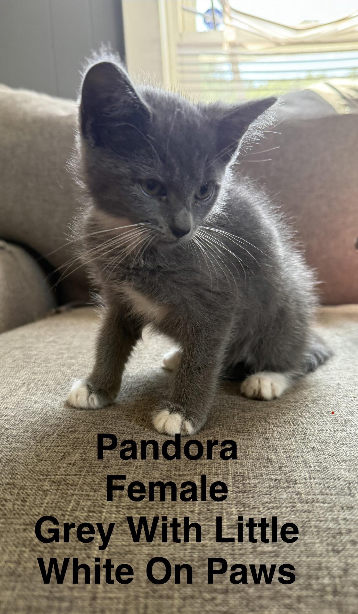 Pandora, ADOPTABLE, Kitten Female Domestic Short Hair.