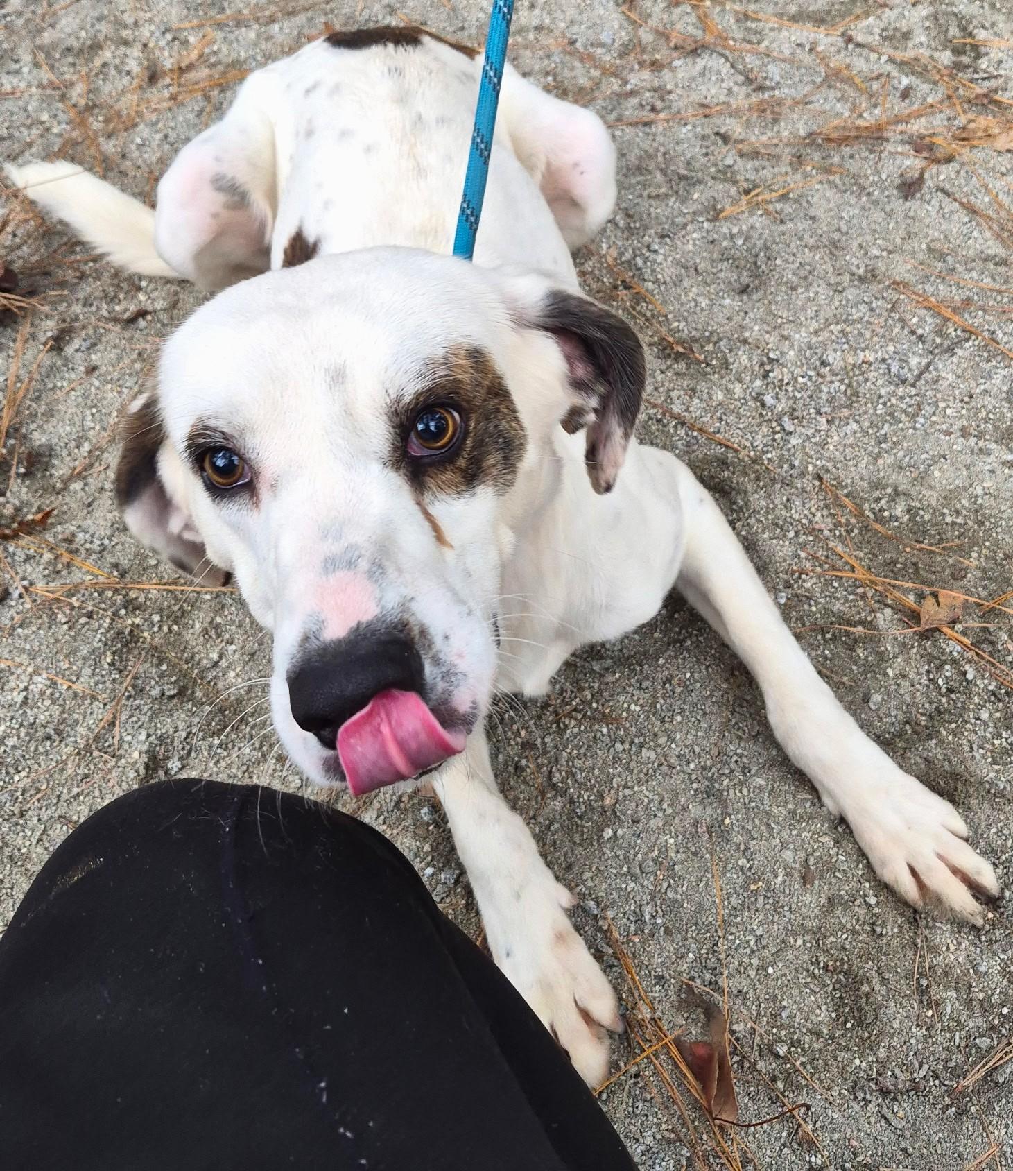 Enlarge Huxley, an adopted Mixed Breed in Georgetown, SC image 1/1