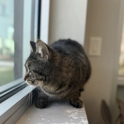 Lynda, Adoptable, Adult Female Domestic Short Hair & Domestic Short Hair.