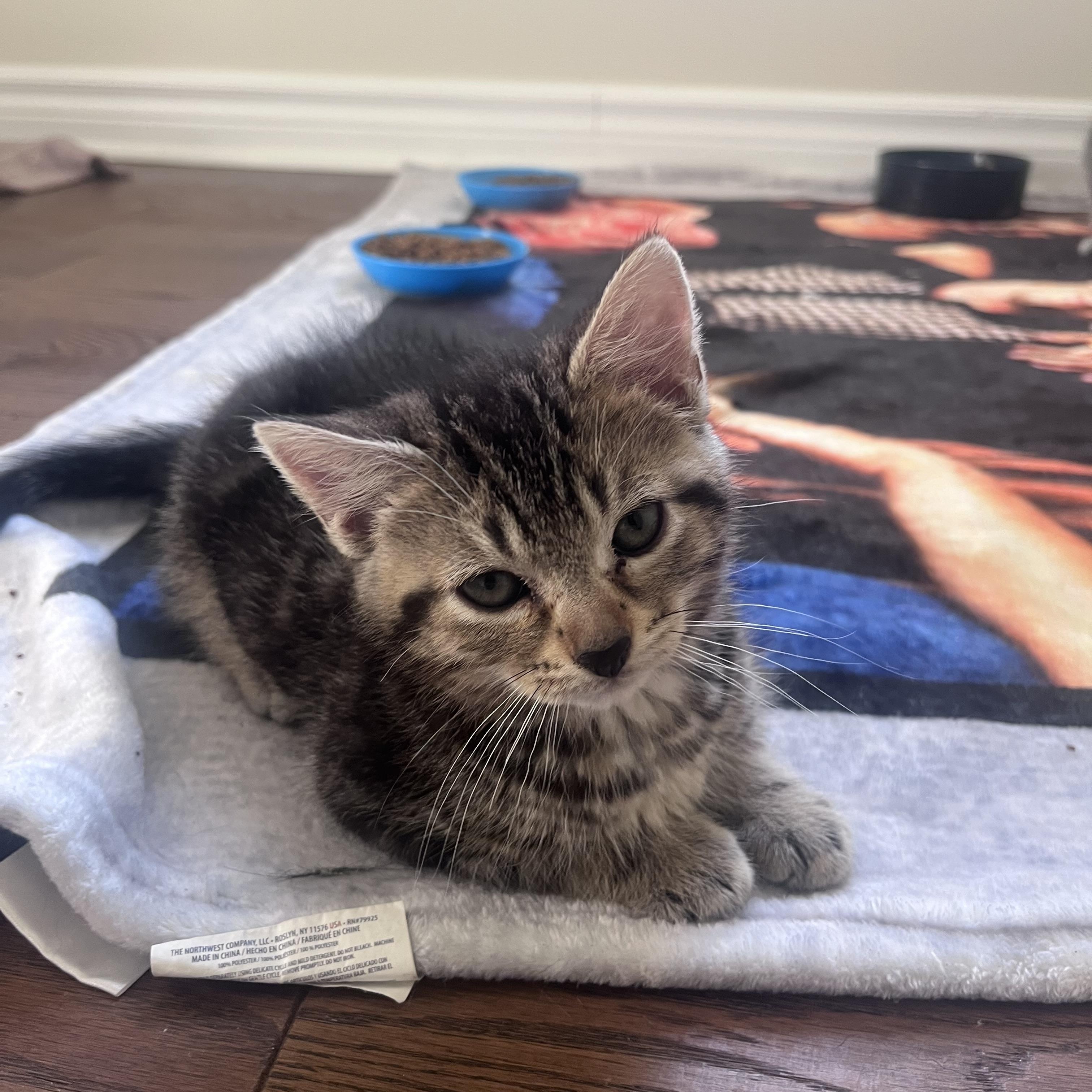 Malcolm, adopted, Kitten Male Domestic Short Hair.