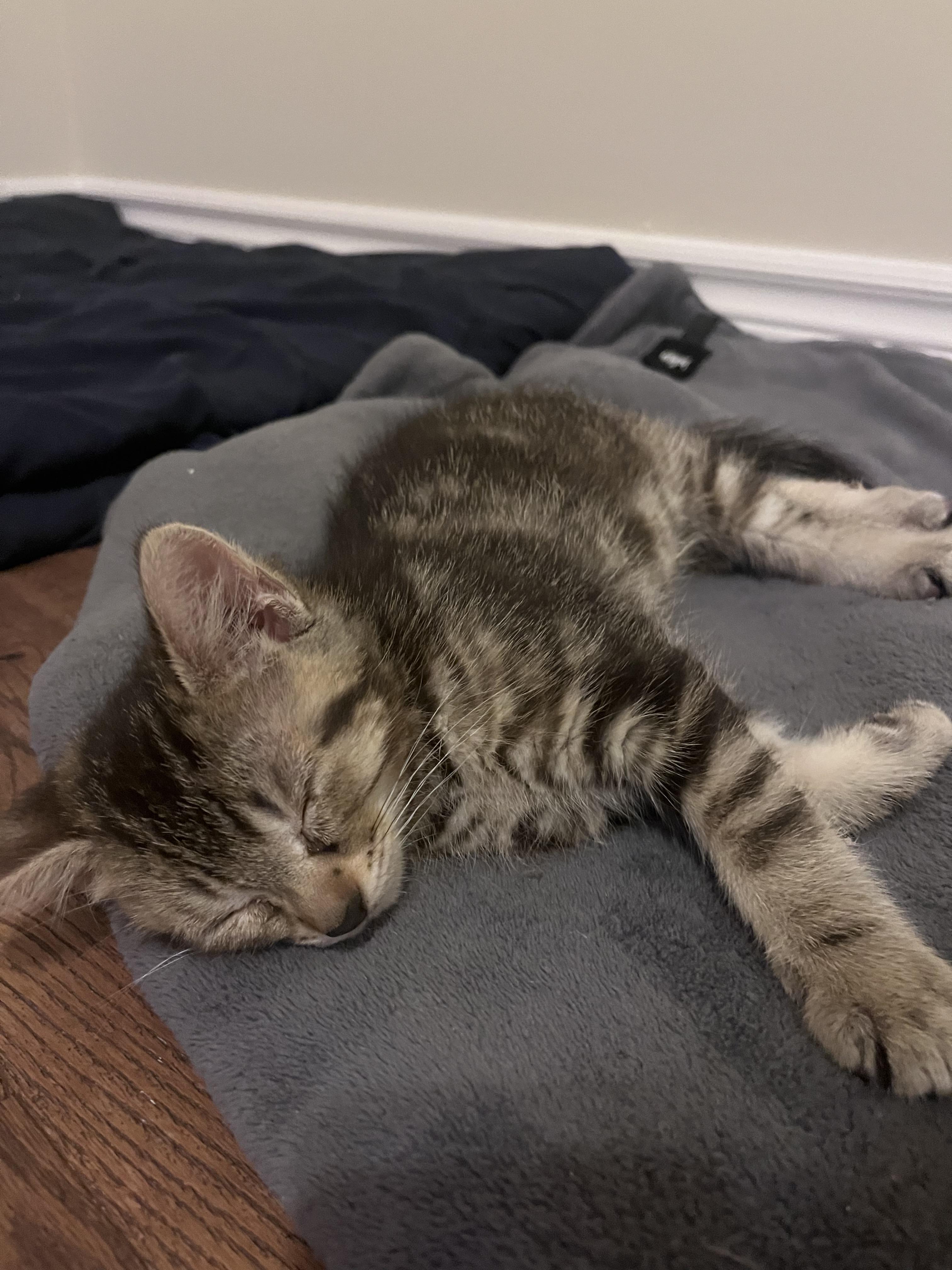 Malcolm, an adopted Domestic Short Hair in Cornwall, ON image 3/5