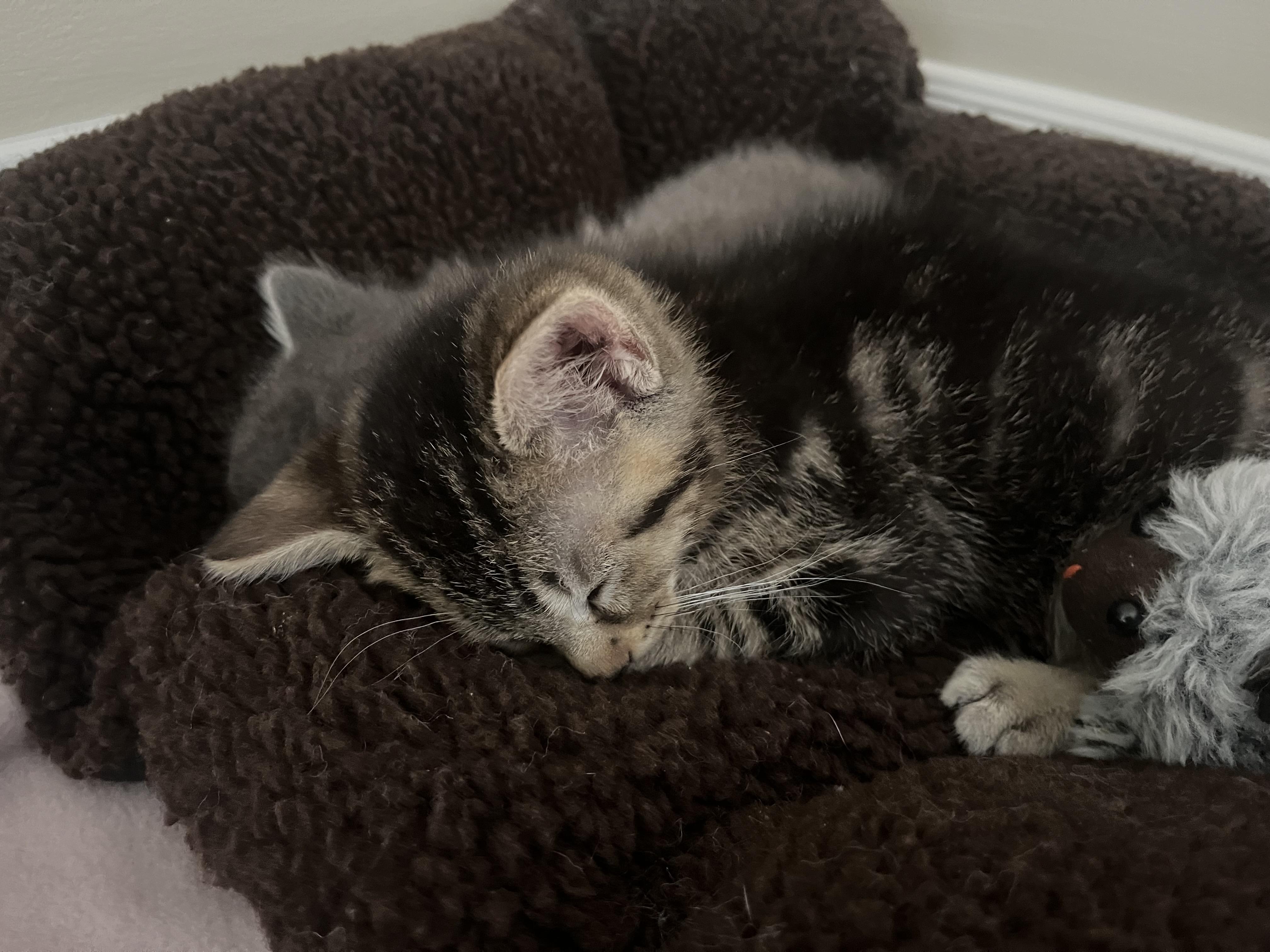 Malcolm, an adopted Domestic Short Hair in Cornwall, ON image 2/5