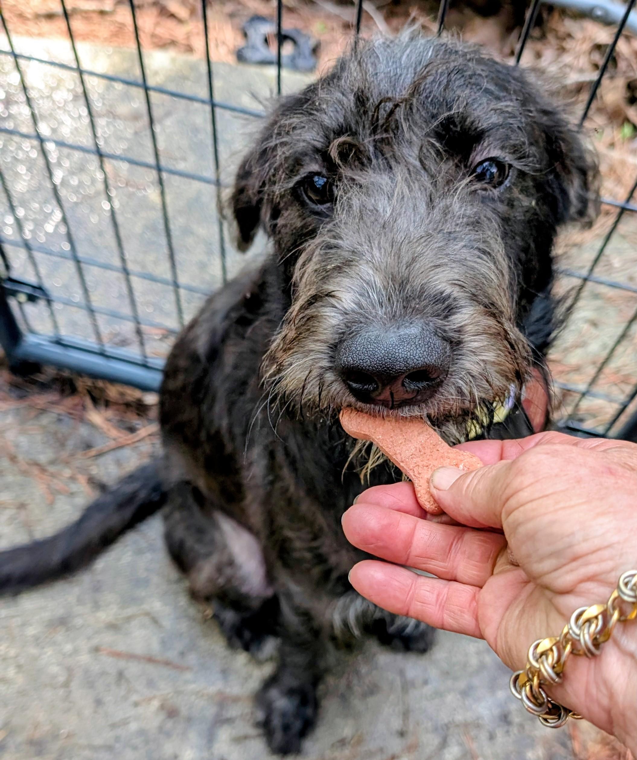 Enlarge Eddie - IN FOSTER HOME - AVAILABLE TO ADOPT, an adopted mixed breed in Clayton, NC image 5/6