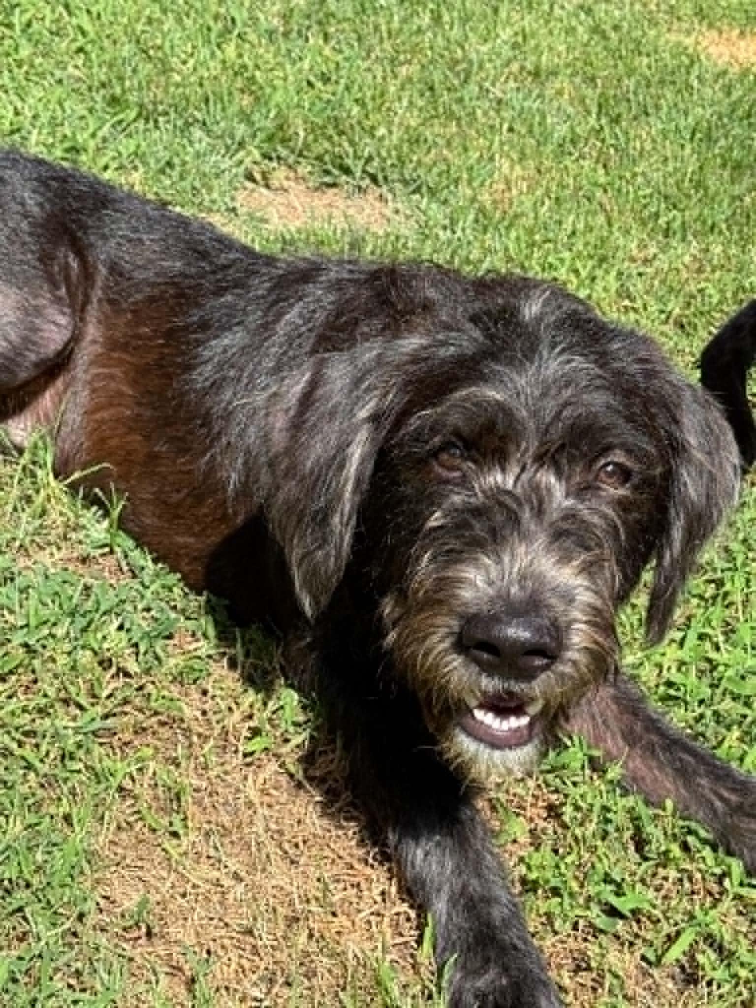 Enlarge Eddie - IN FOSTER HOME - AVAILABLE TO ADOPT, an adopted mixed breed in Clayton, NC image 6/6