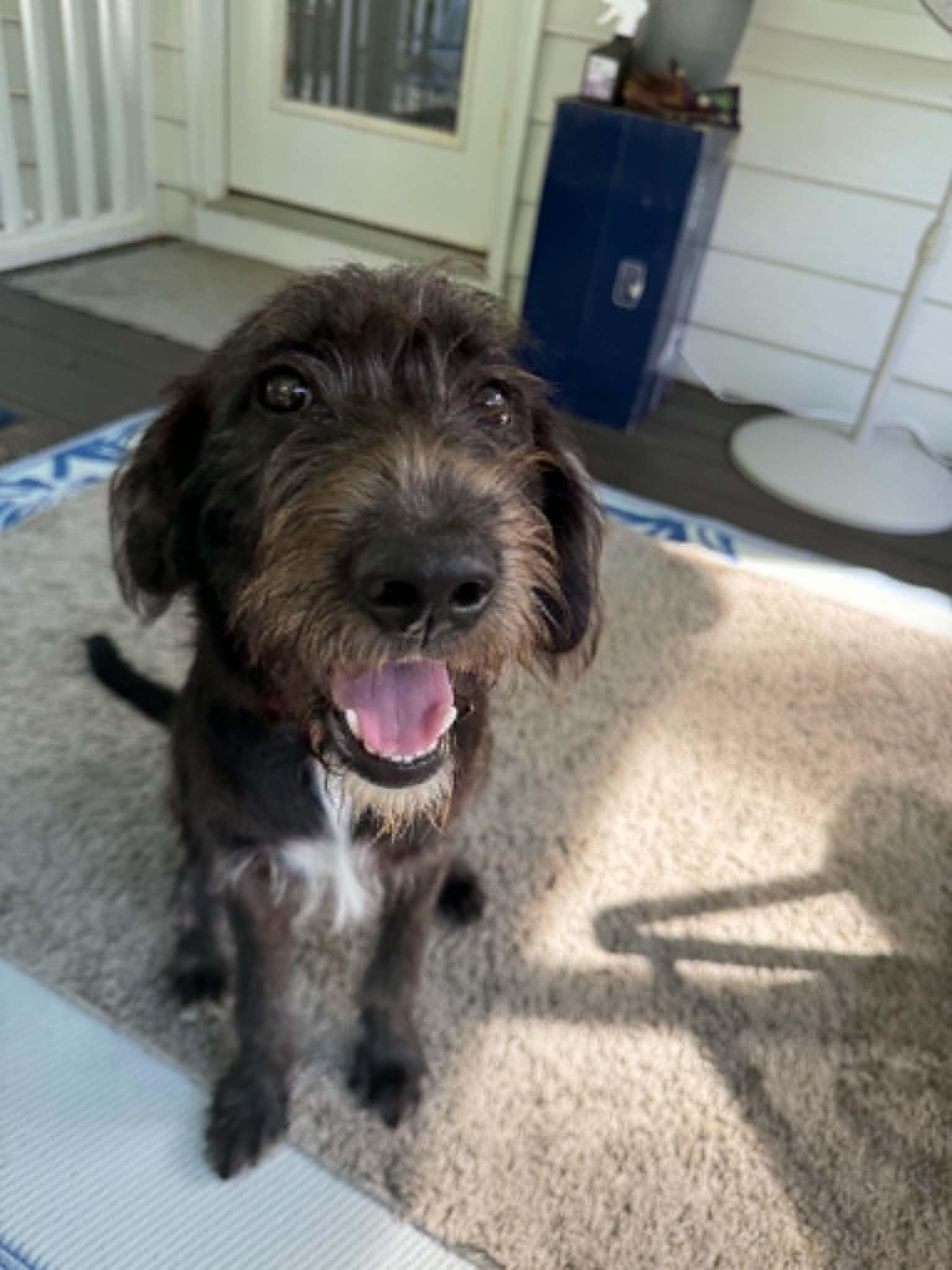 Enlarge Eddie - IN FOSTER HOME - AVAILABLE TO ADOPT, an adopted mixed breed in Clayton, NC image 1/6