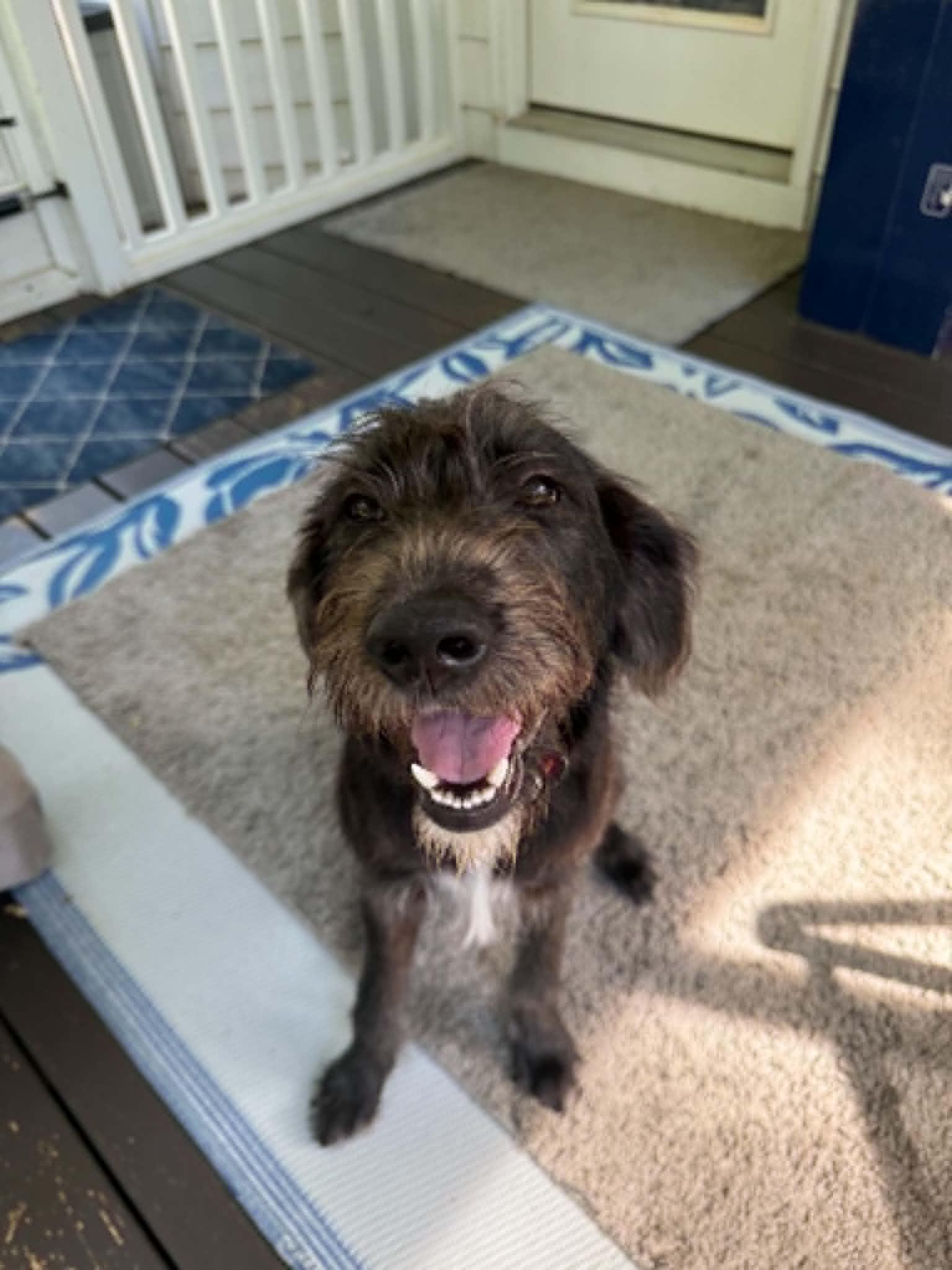 Enlarge Eddie - IN FOSTER HOME - AVAILABLE TO ADOPT, an adopted mixed breed in Clayton, NC image 3/6