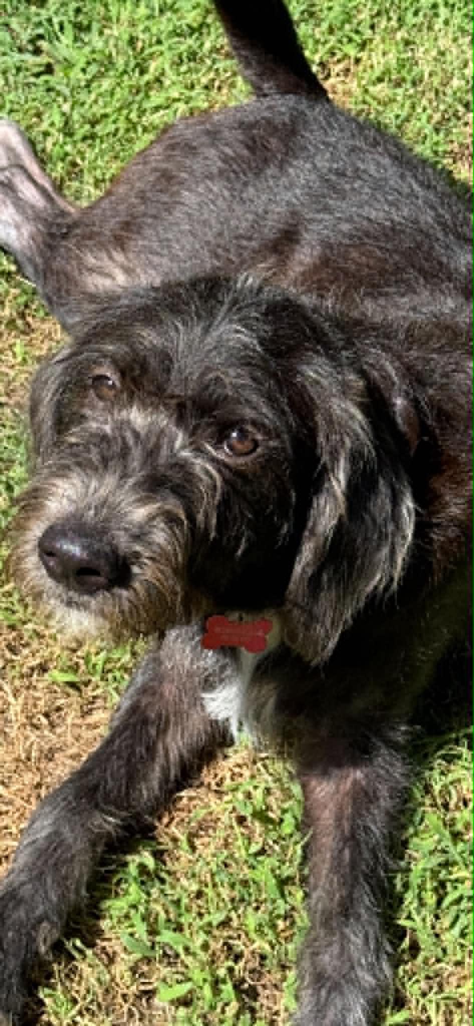 Enlarge Eddie - IN FOSTER HOME - AVAILABLE TO ADOPT, an adopted mixed breed in Clayton, NC image 4/6