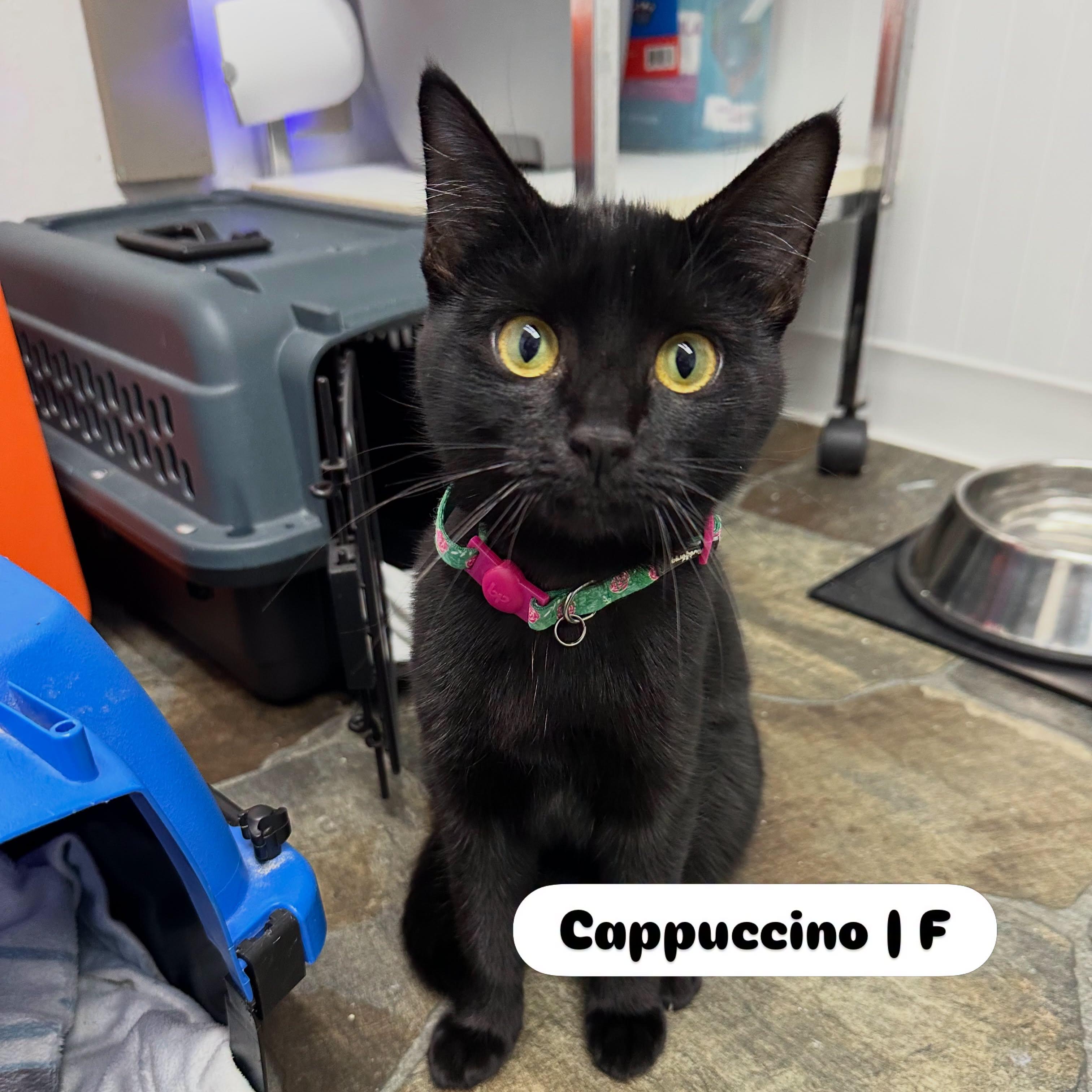 Enlarge Cappuccino, a Adoptable Domestic Short Hair in McDonald, PA image 1/2