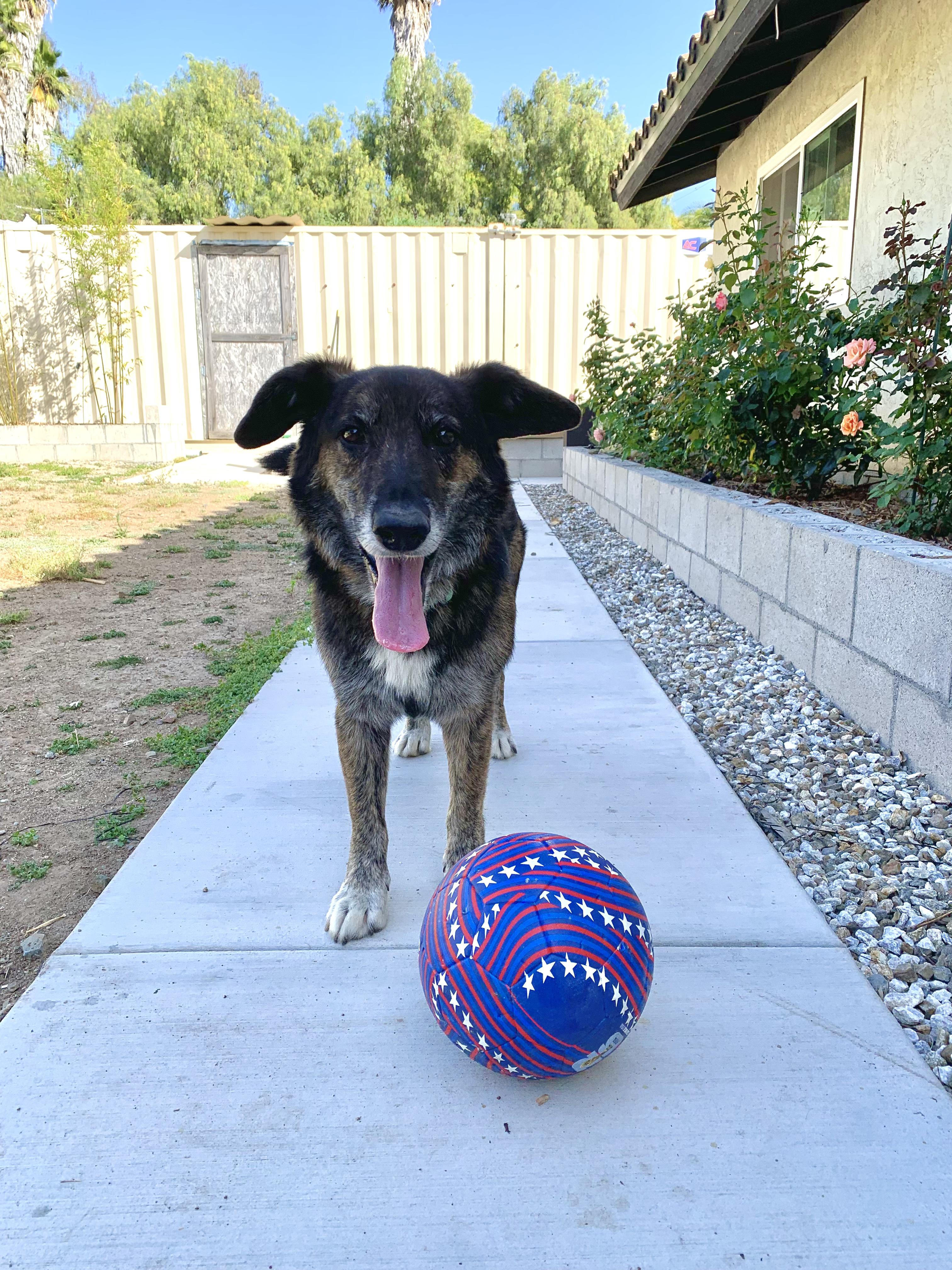 Enlarge Billy, a ADOPTABLE mixed breed in Carlsbad, CA image 2/6