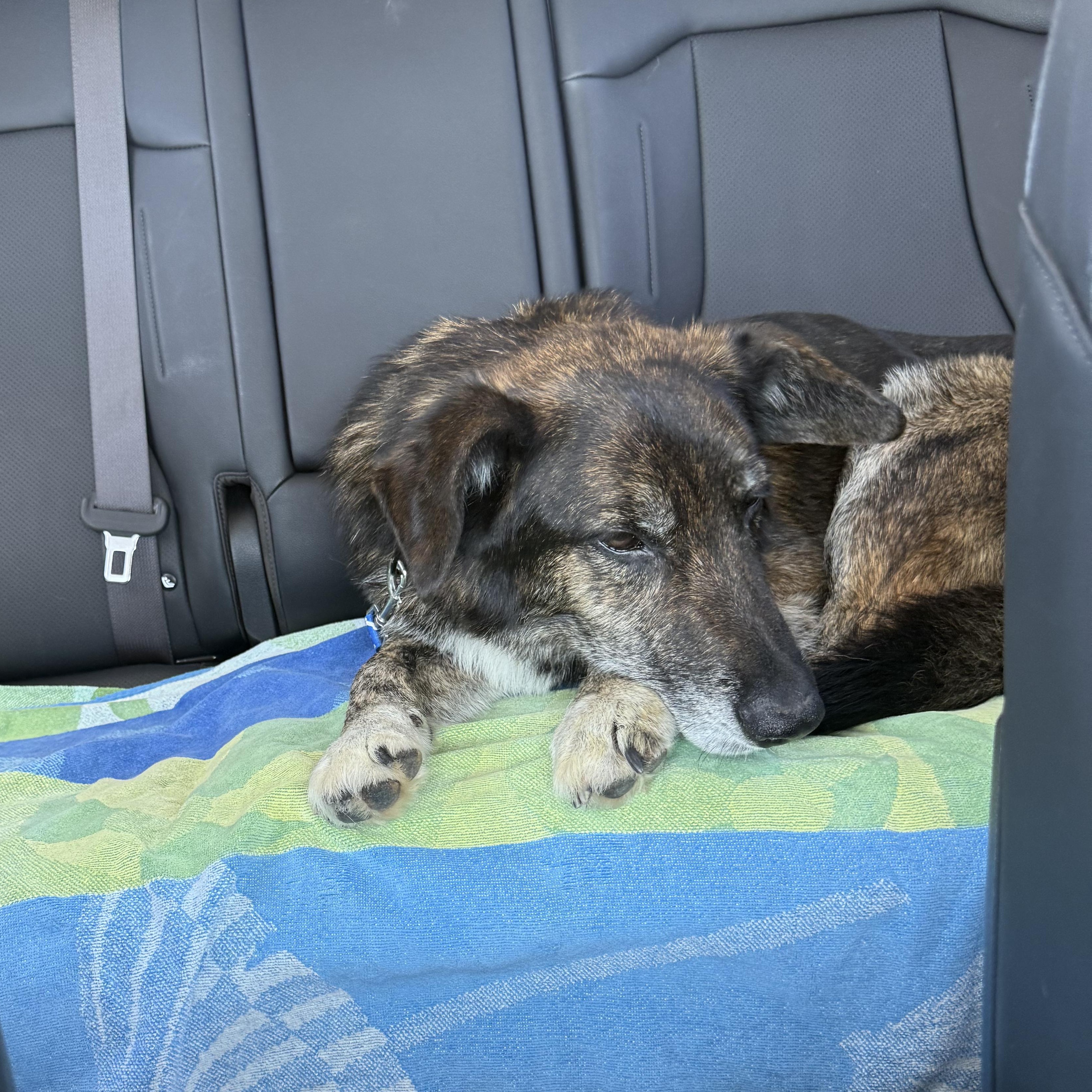 Enlarge Billy, a ADOPTABLE mixed breed in Carlsbad, CA image 4/6